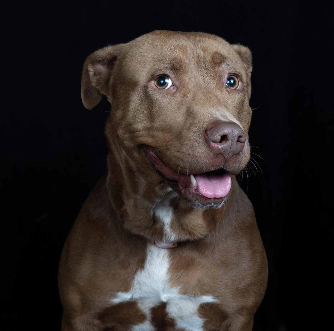 Freeda, a Adoptable Pit Bull Terrier in Staten island, NY image 6/6