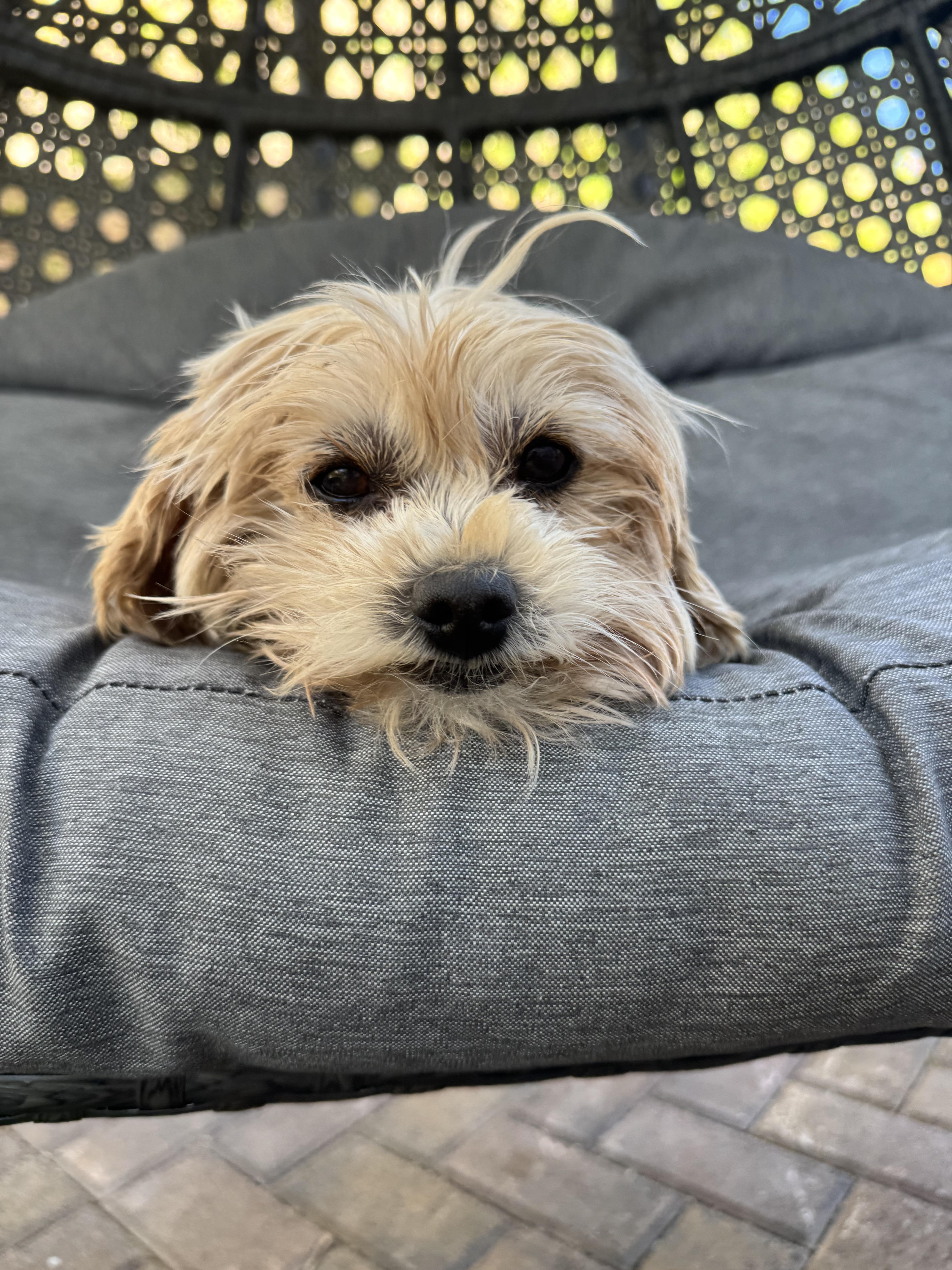 Daisy AKA Grandma Mags, an adopted Maltipoo in Las Vegas, NV image 4/6