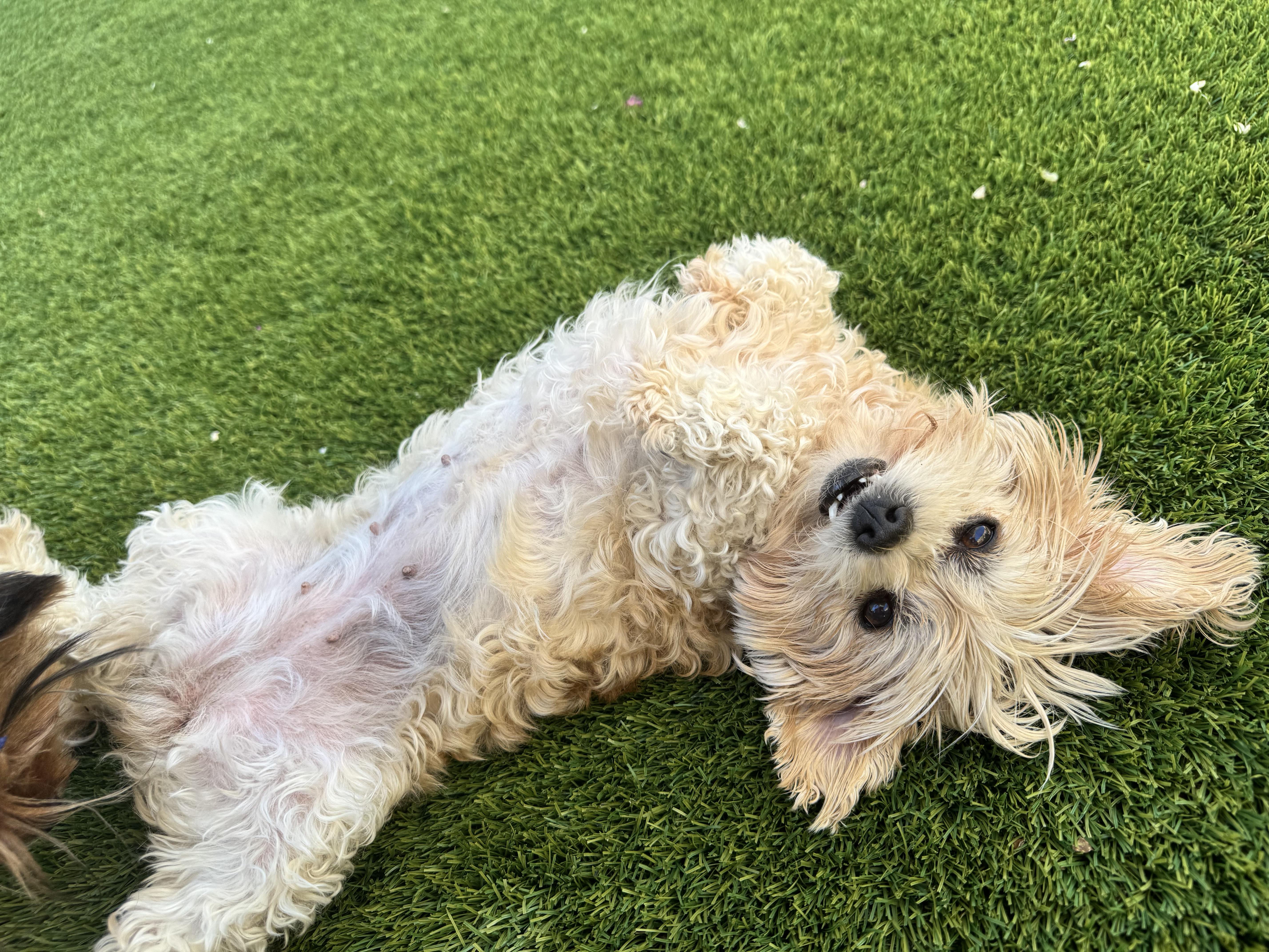 Daisy AKA Grandma Mags, an adopted Maltipoo in Las Vegas, NV image 1/6