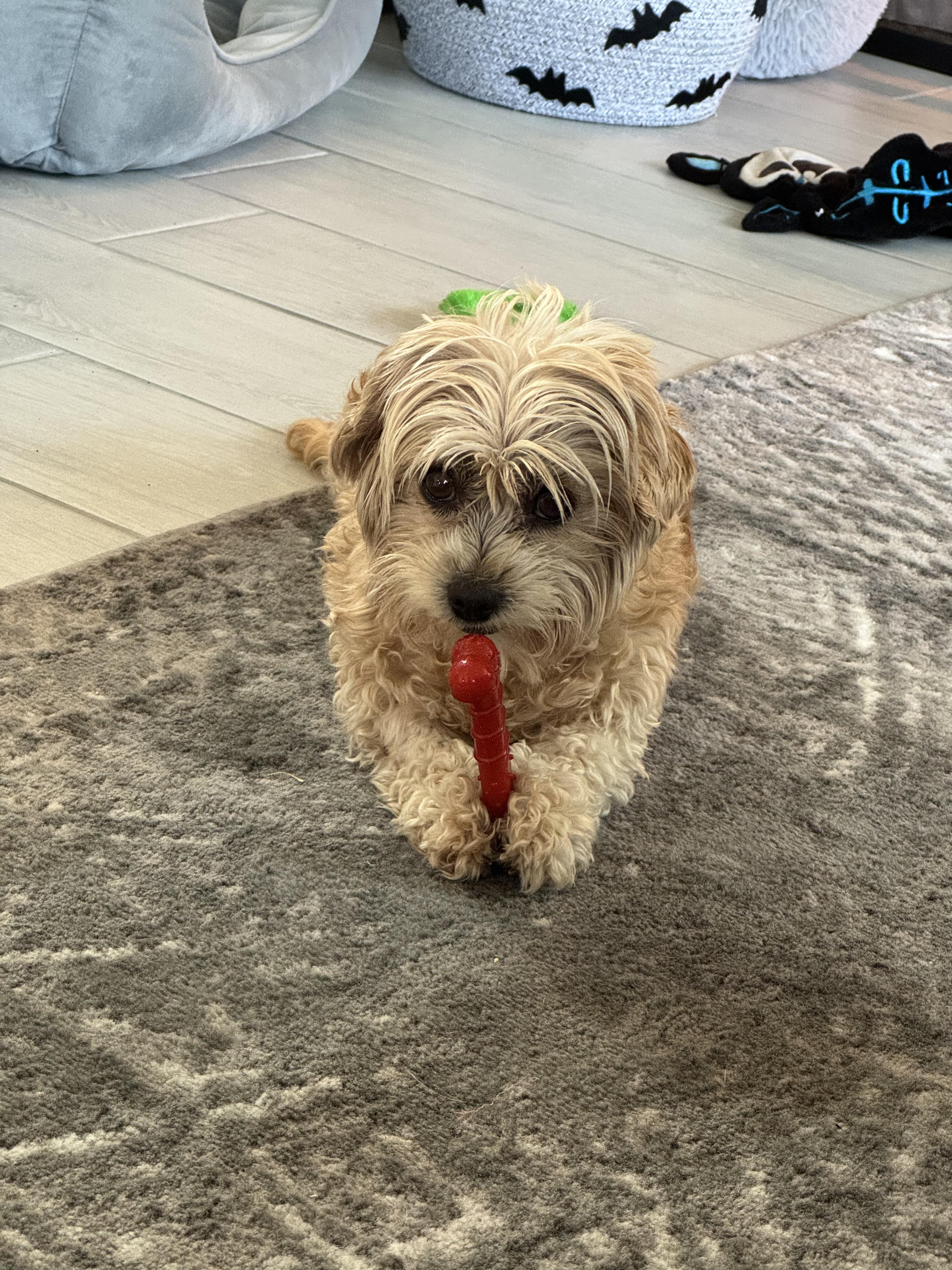 Daisy AKA Grandma Mags, an adopted Maltipoo in Las Vegas, NV image 5/6