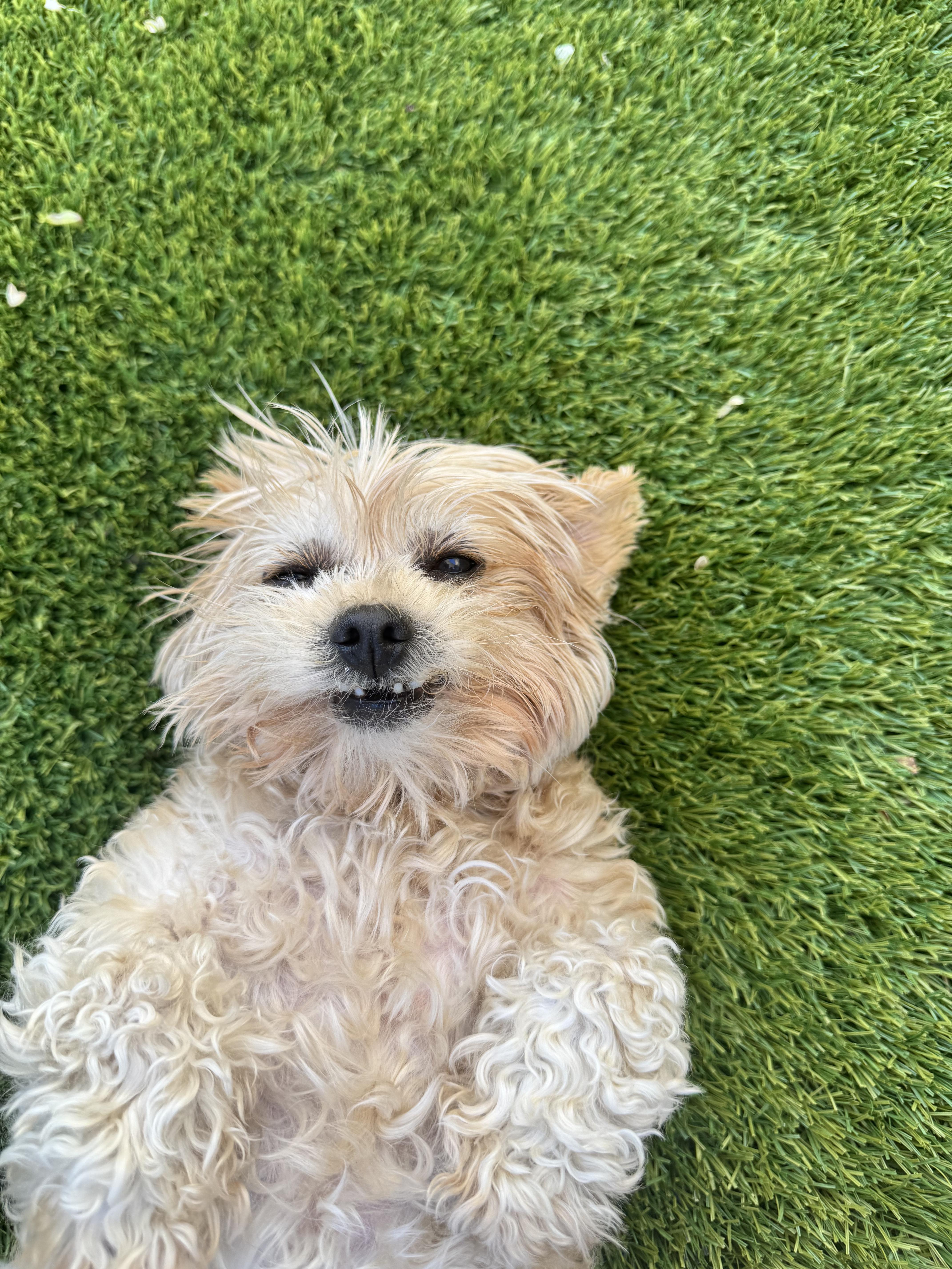 Daisy AKA Grandma Mags, an adopted Maltipoo in Las Vegas, NV image 3/6