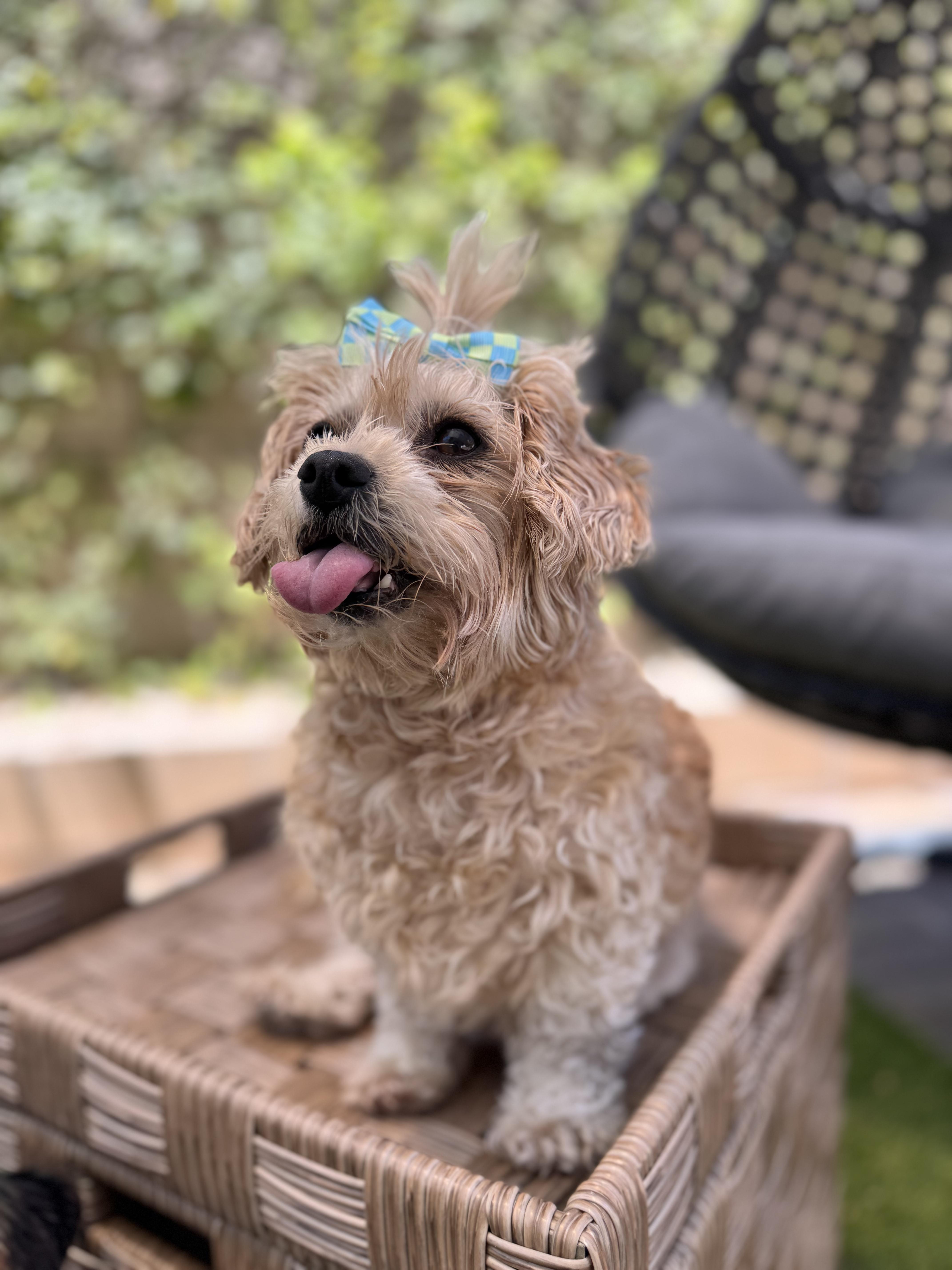 Daisy AKA Grandma Mags, an adopted Maltipoo in Las Vegas, NV image 2/6