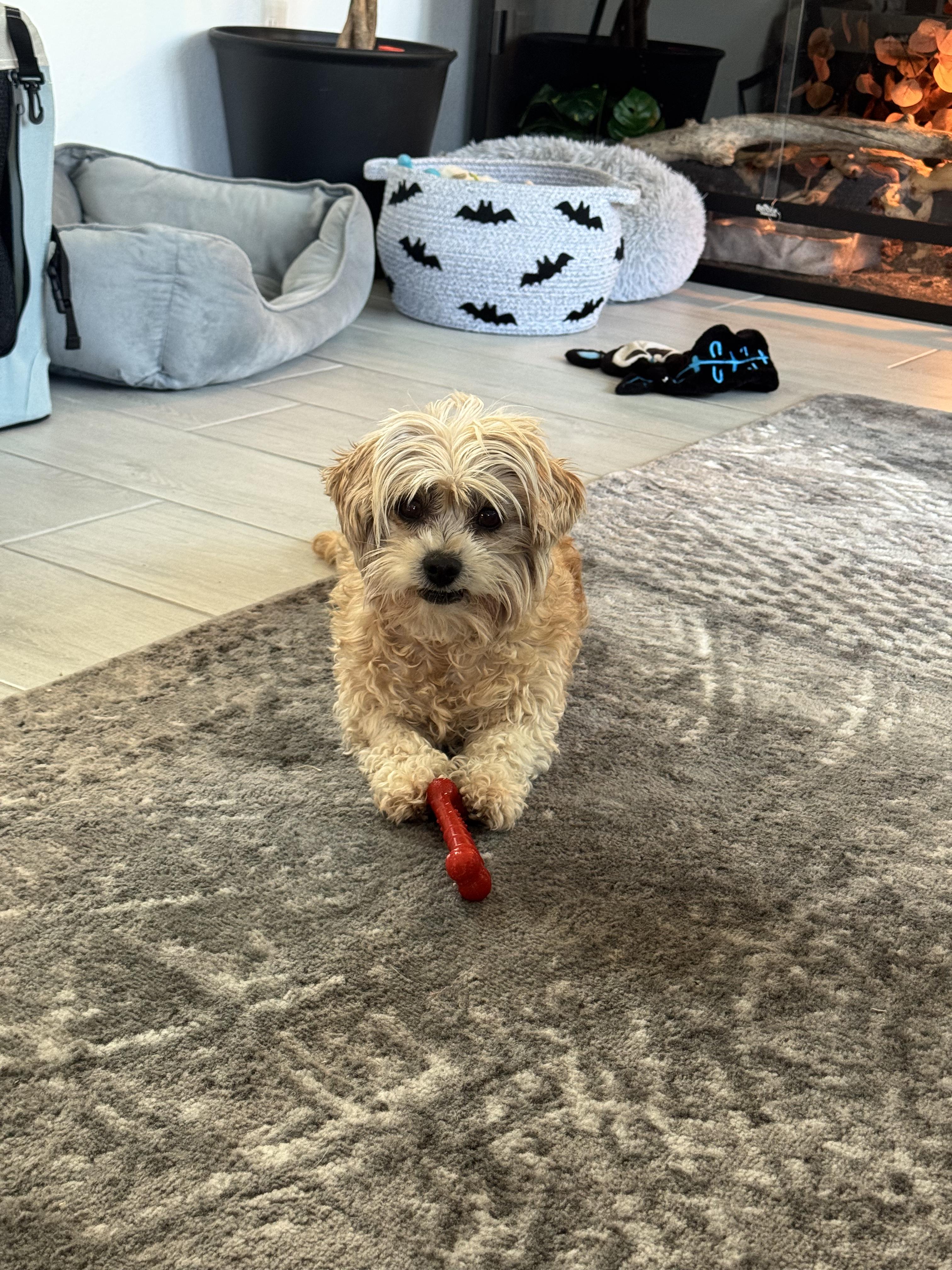 Daisy AKA Grandma Mags, an adopted Maltipoo in Las Vegas, NV image 6/6