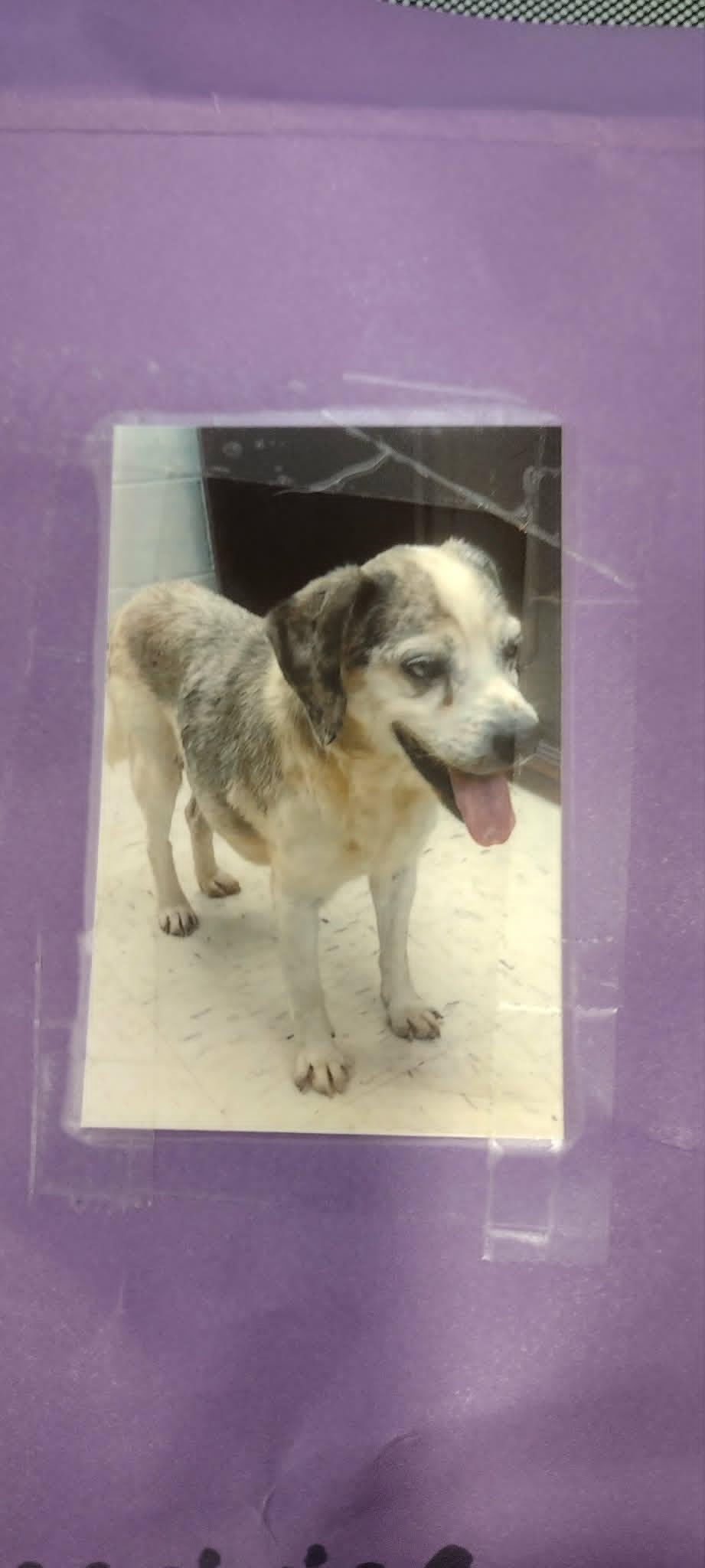 Buddy, Adoptable, Senior Male Beagle.