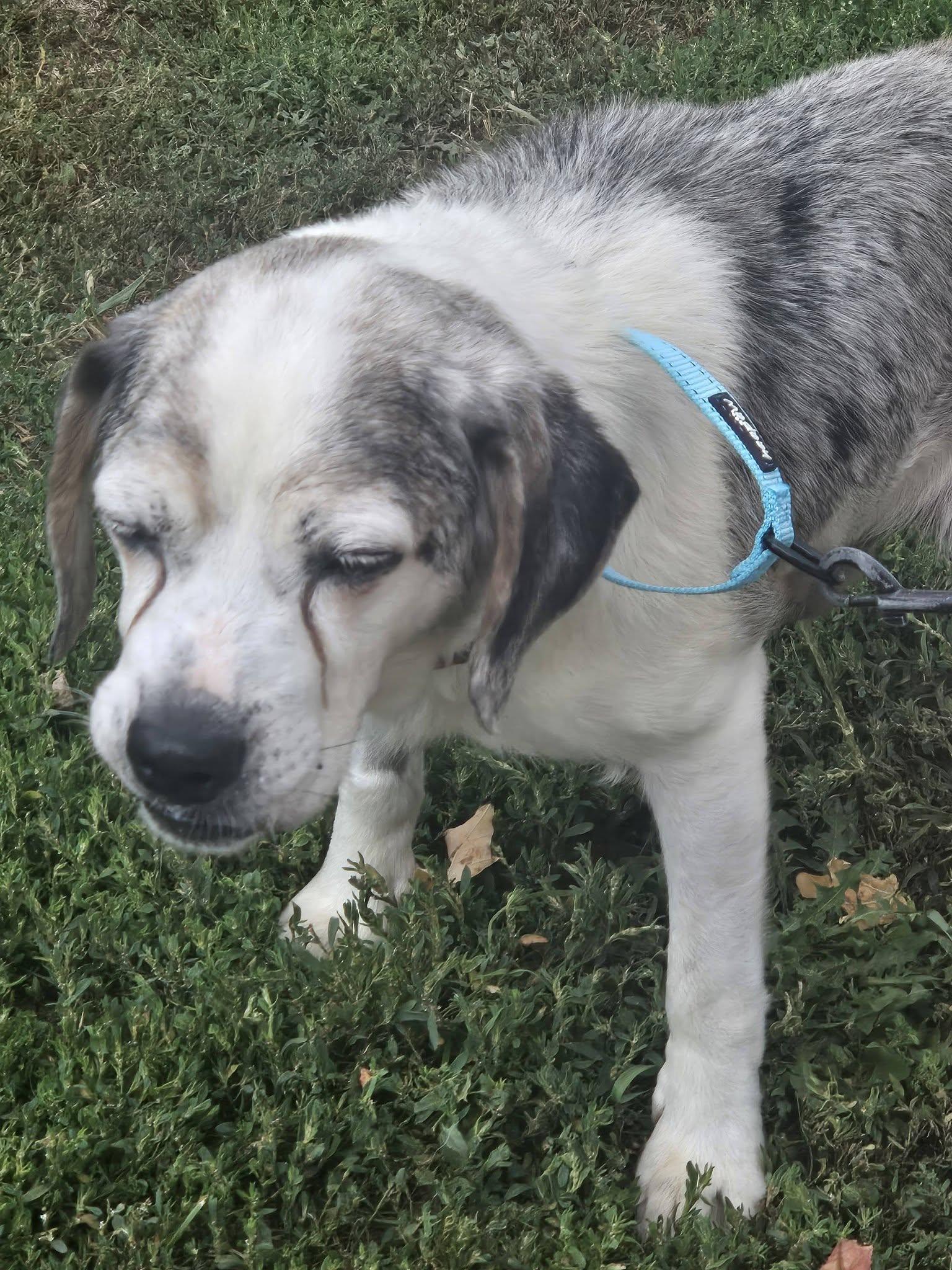 Buddy, Adoptable, Senior Male Beagle.