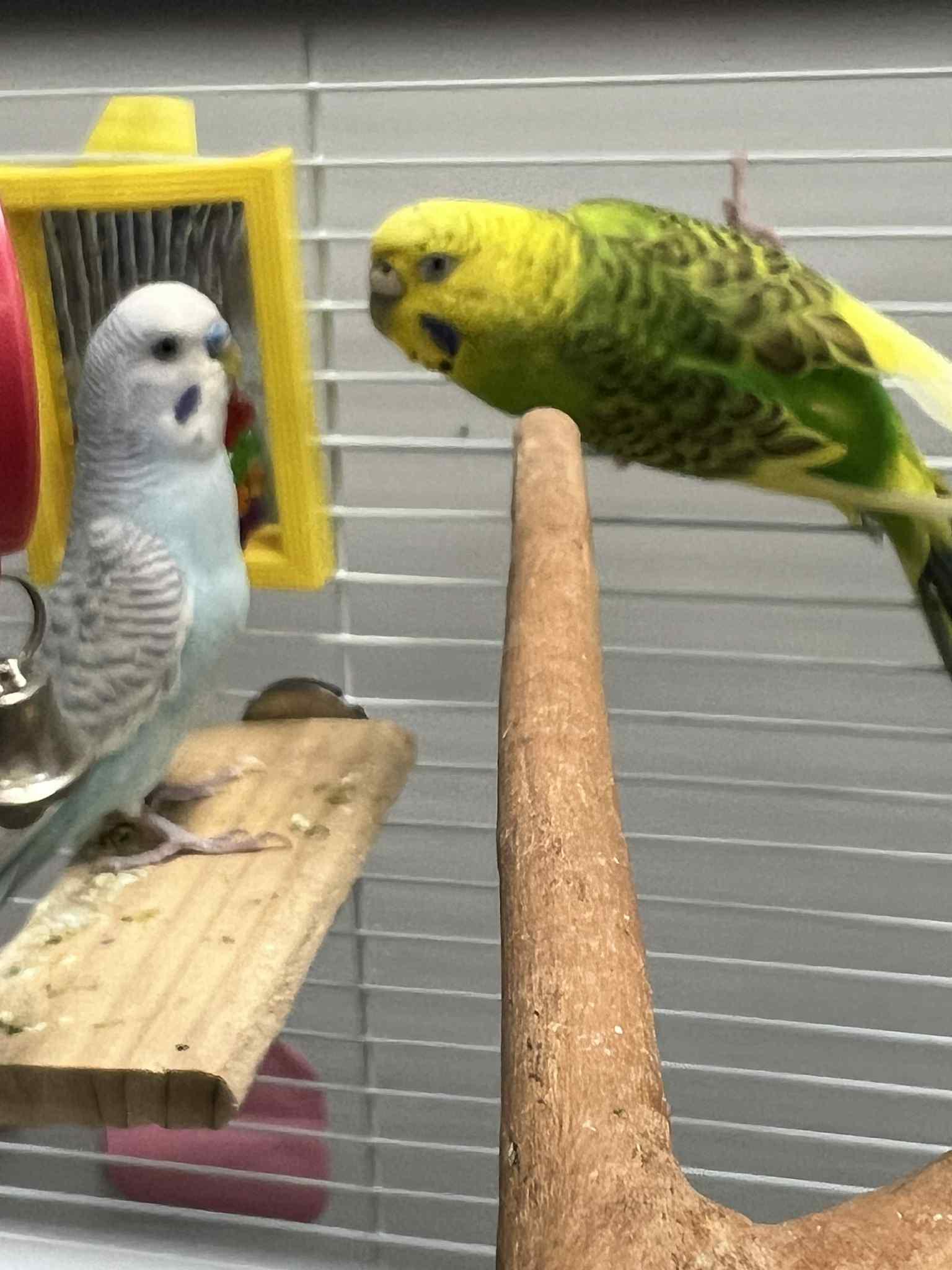 Stars and Stripes! Parakeet adorables - semi hand tame too!, Young Male unknown