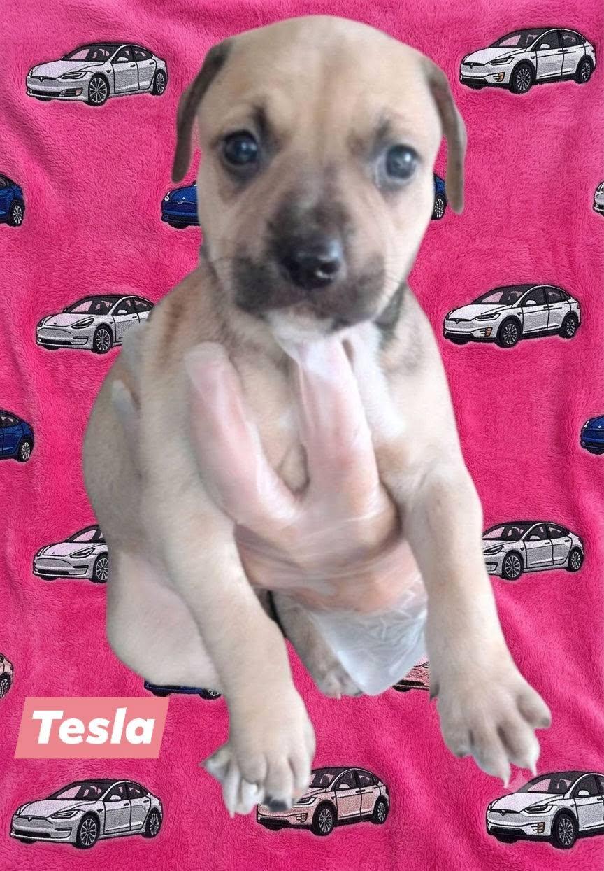 Enlarge Tesla, an adopted mixed breed in Winter haven, FL image 3/3