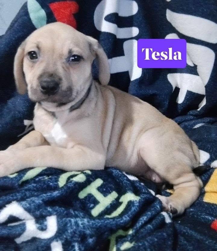Enlarge Tesla, an adopted mixed breed in Winter haven, FL image 2/3