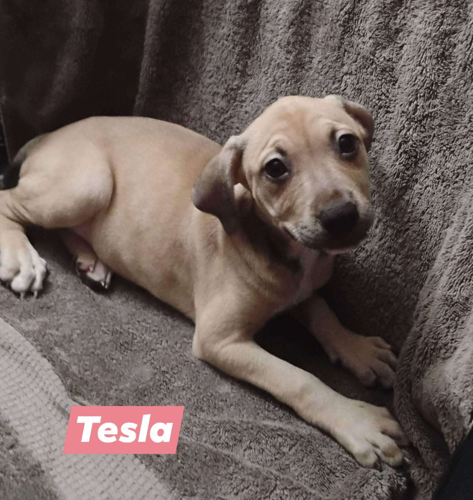 Enlarge Tesla, an adopted mixed breed in Winter haven, FL image 1/3