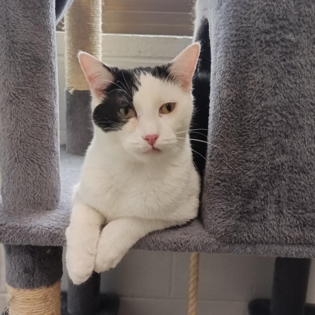 Enlarge Peter, a Adoptable Domestic Short Hair in Naperville, IL image 1/6