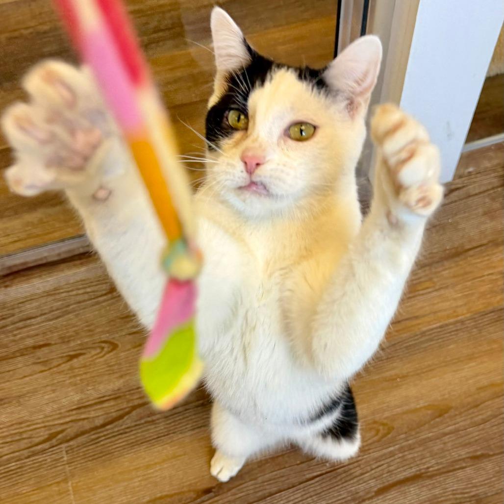 Enlarge Peter, a Adoptable Domestic Short Hair in Naperville, IL image 2/6