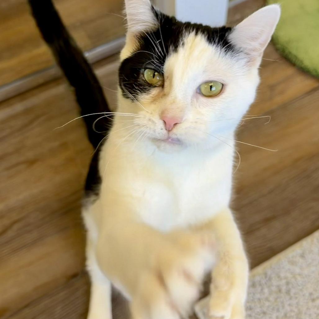 Enlarge Peter, a Adoptable Domestic Short Hair in Naperville, IL image 3/6