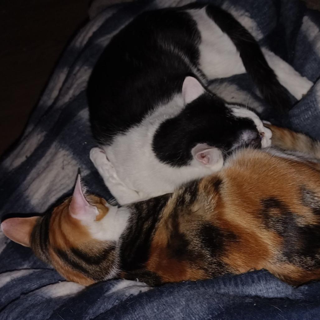 Enlarge Peter, a Adoptable Domestic Short Hair in Naperville, IL image 4/6