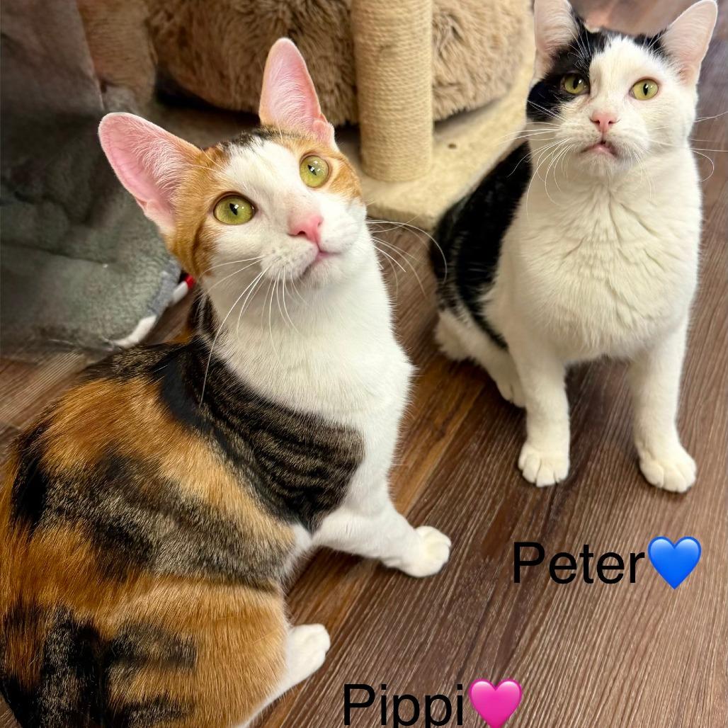 Enlarge Peter, a Adoptable Domestic Short Hair in Naperville, IL image 5/6