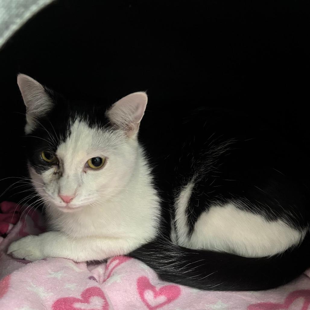 Enlarge Peter, a Adoptable Domestic Short Hair in Naperville, IL image 6/6