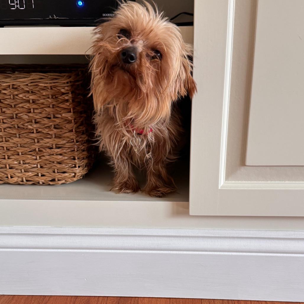 Charmaine, Adoptable, Adult Female Yorkshire Terrier.