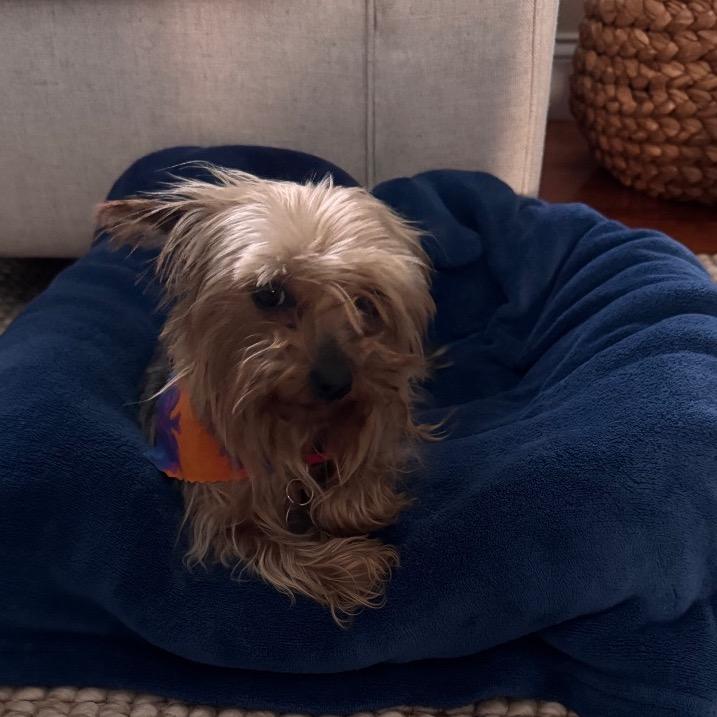 Charmaine, a Adoptable Yorkshire Terrier in Sinking Spring, PA image 2/6