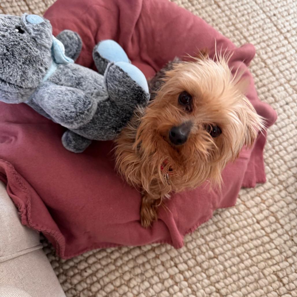 Charmaine, a Adoptable Yorkshire Terrier in Sinking Spring, PA image 3/6