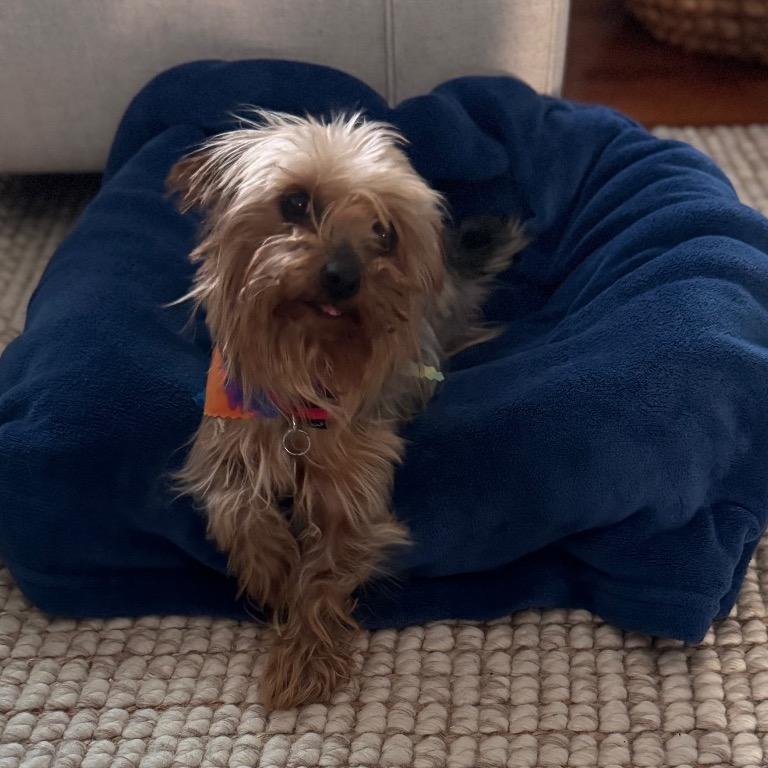 Charmaine, a Adoptable Yorkshire Terrier in Sinking Spring, PA image 4/6