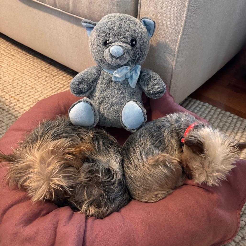 Charmaine, a Adoptable Yorkshire Terrier in Sinking Spring, PA image 5/6