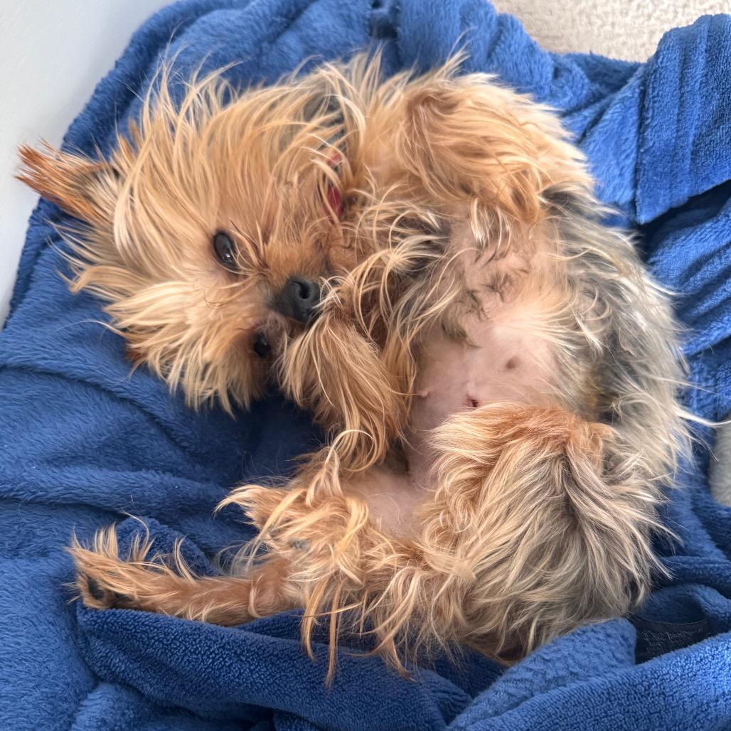 Charmaine, a Adoptable Yorkshire Terrier in Sinking Spring, PA image 6/6