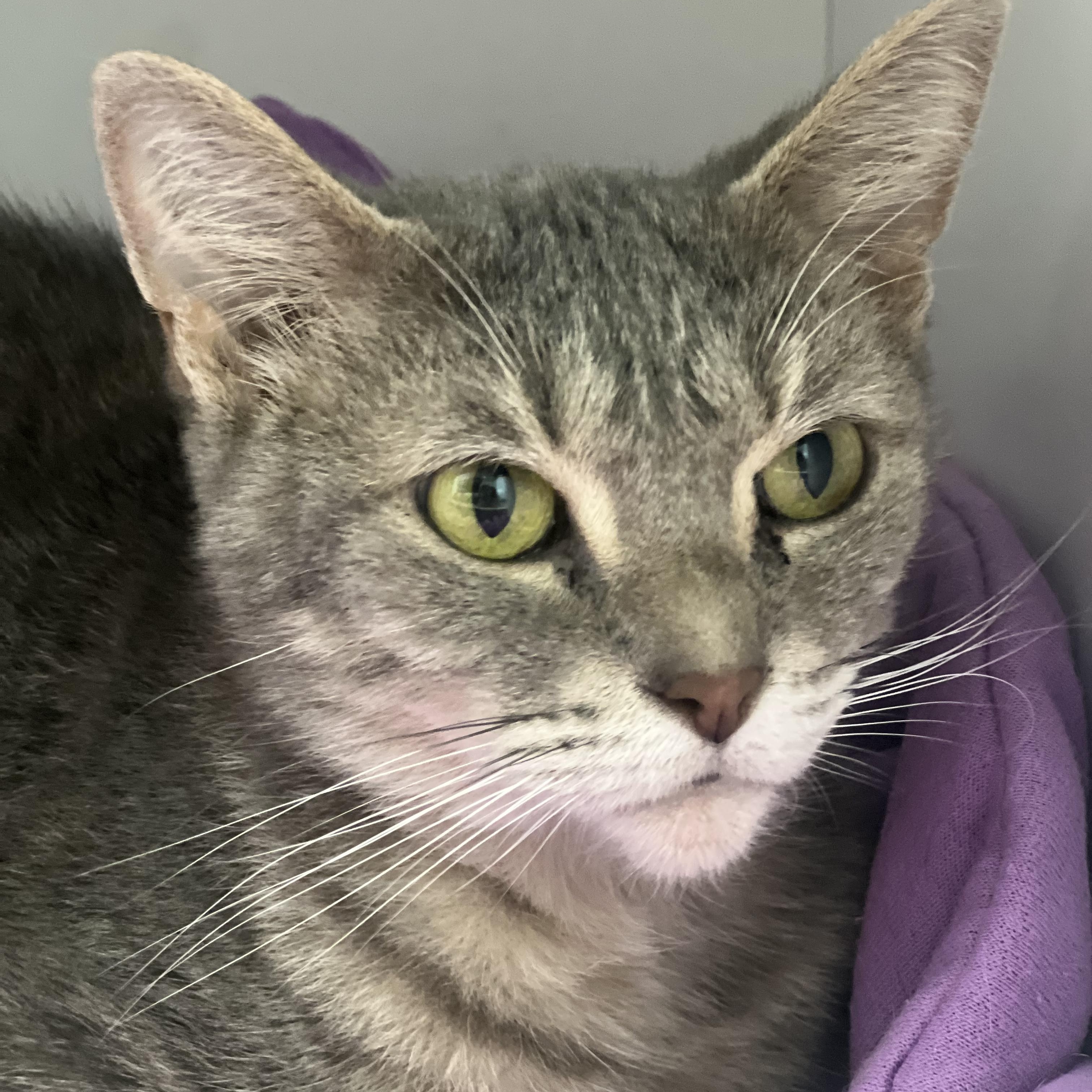Enlarge Dusty Rose - ADOPTION PENDING, a ADOPTABLE Dilute Tortoiseshell in Grand Rapids, MI image 1/6