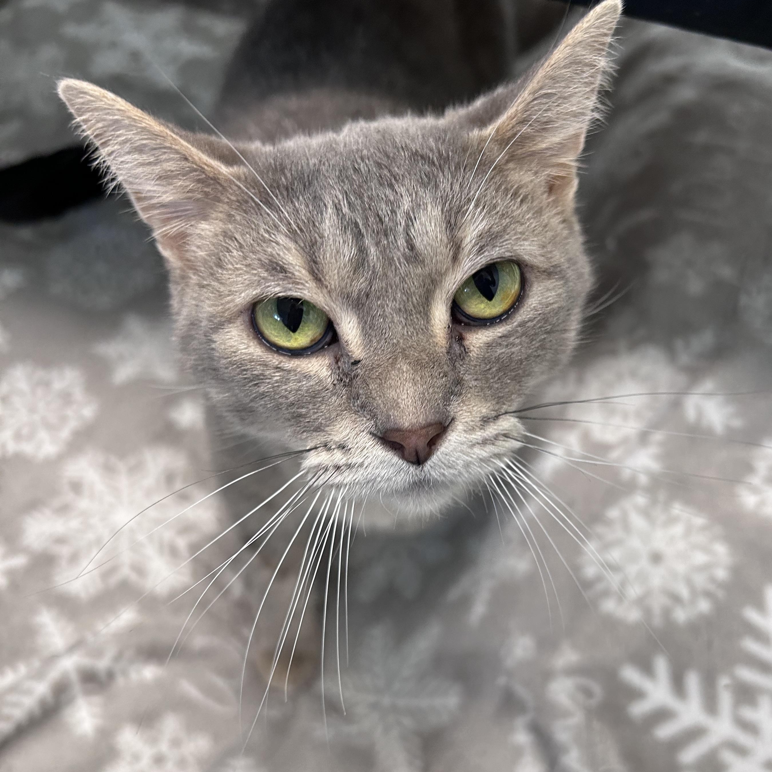 Enlarge Dusty Rose, a ADOPTABLE Dilute Tortoiseshell in Grand Rapids, MI image 6/6