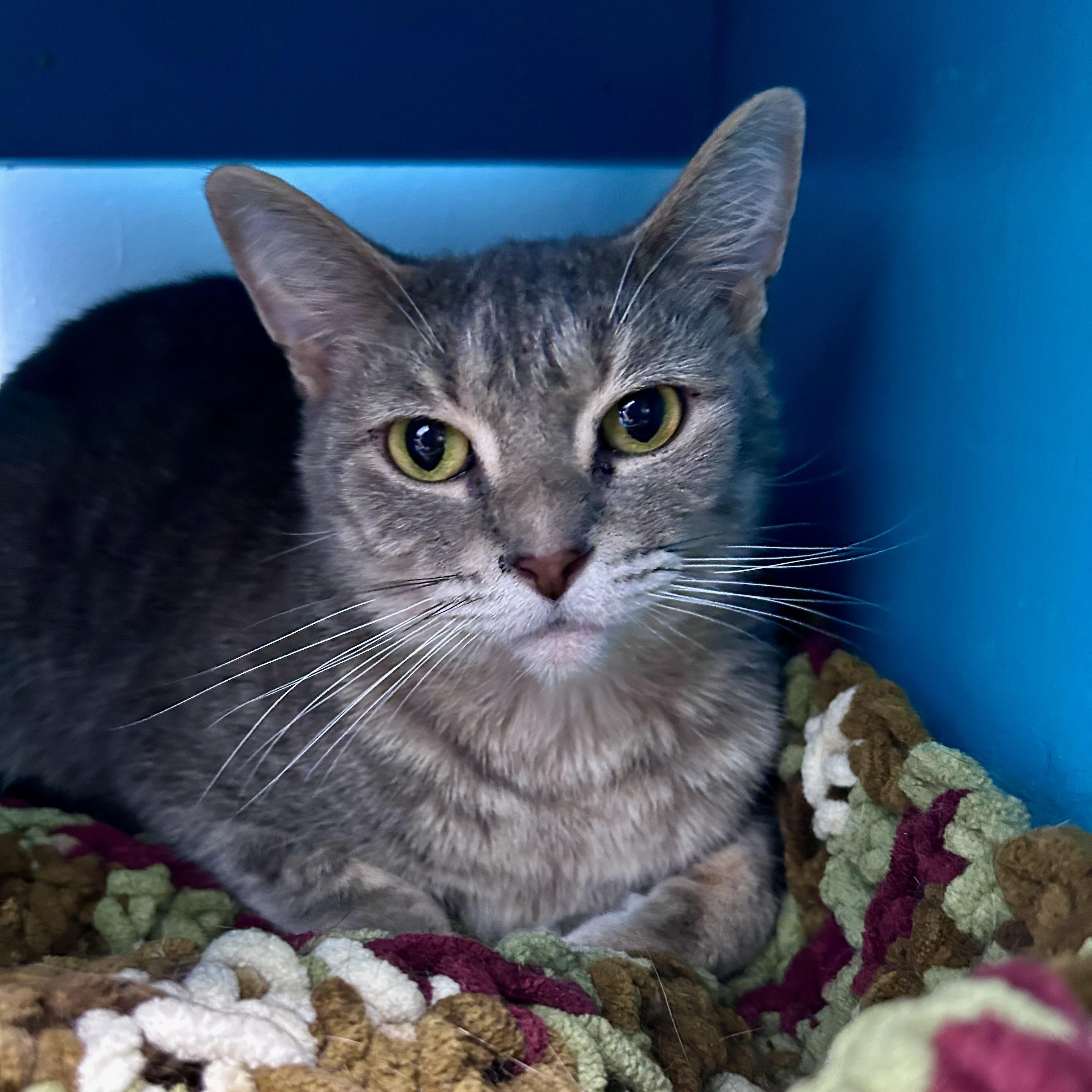 Enlarge Dusty Rose, a ADOPTABLE Dilute Tortoiseshell in Grand Rapids, MI image 3/6