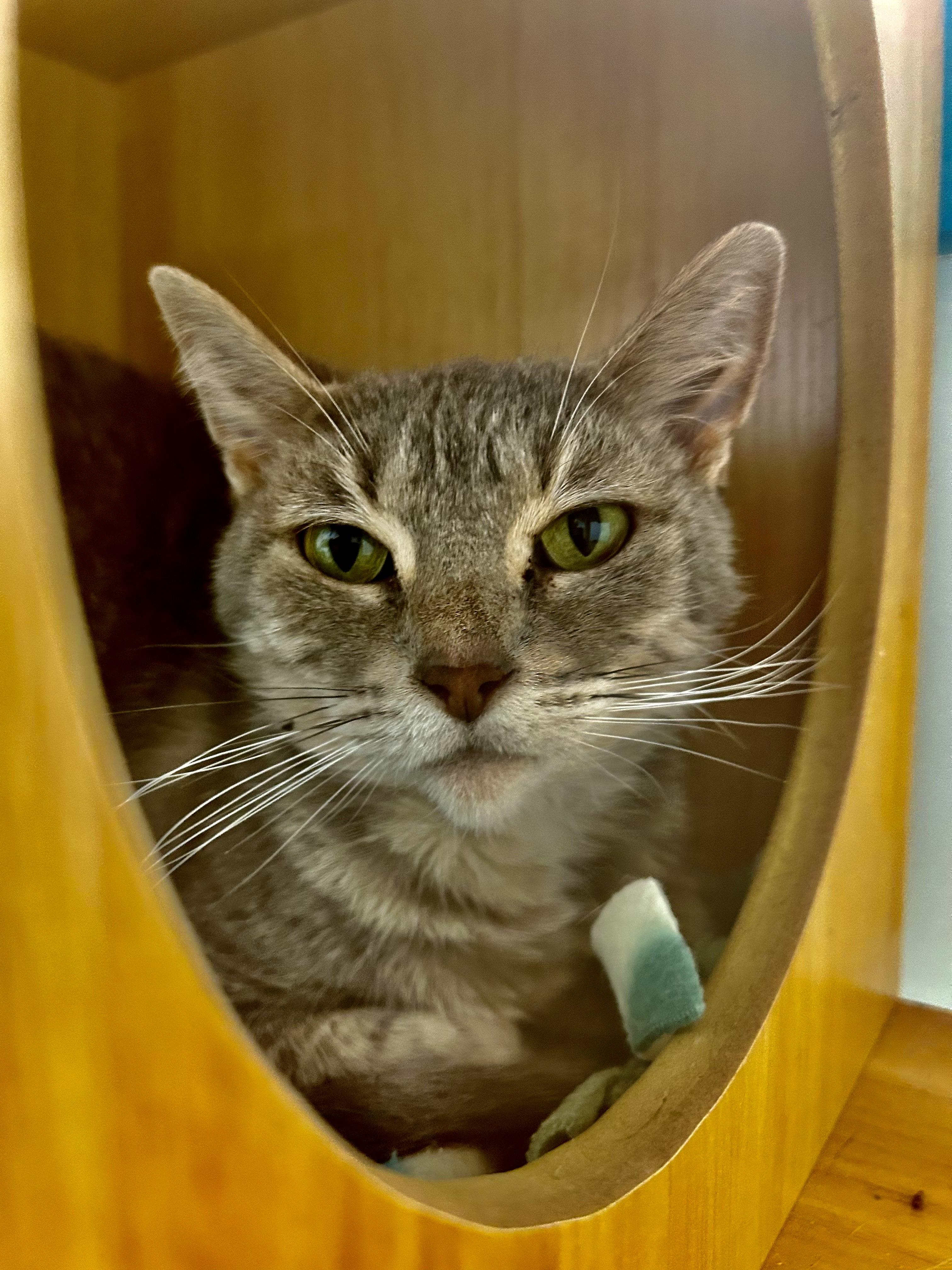 Enlarge Dusty Rose - ADOPTION PENDING, a ADOPTABLE Dilute Tortoiseshell in Grand Rapids, MI image 4/6