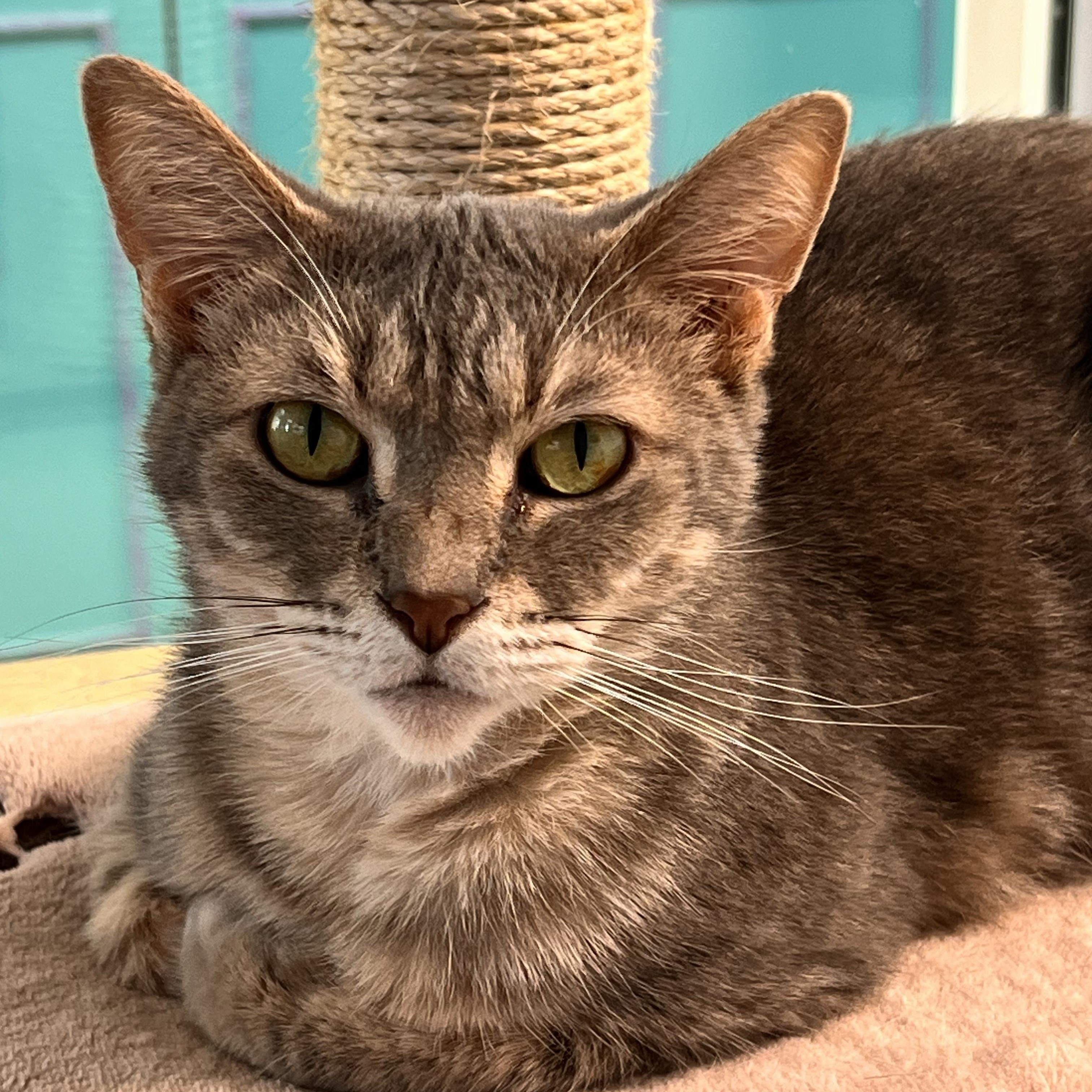 Enlarge Dusty Rose, a ADOPTABLE Dilute Tortoiseshell in Grand Rapids, MI image 4/6