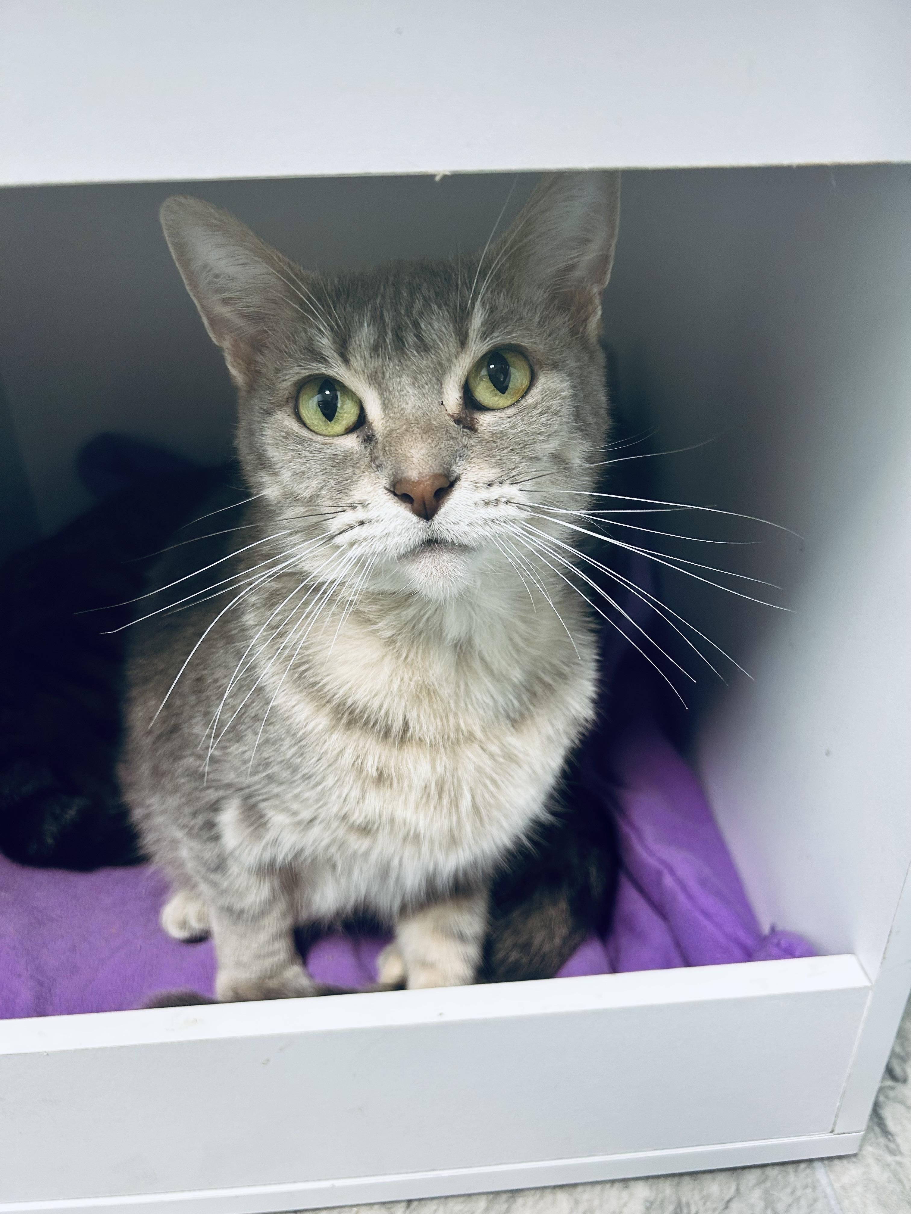Enlarge Dusty Rose - ADOPTION PENDING, a ADOPTABLE Dilute Tortoiseshell in Grand Rapids, MI image 6/6