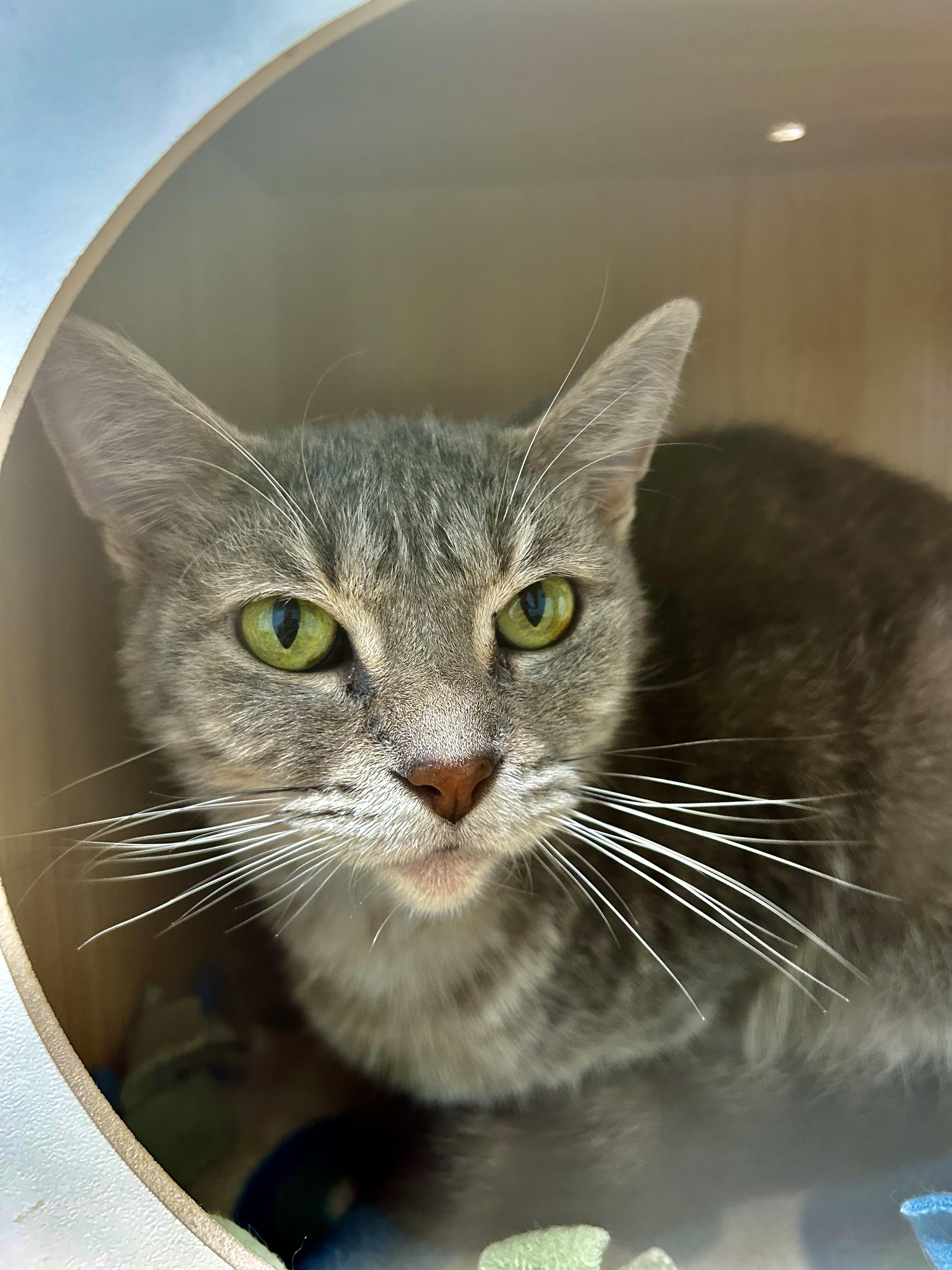 Enlarge Dusty Rose - ADOPTION PENDING, a ADOPTABLE Dilute Tortoiseshell in Grand Rapids, MI image 3/6