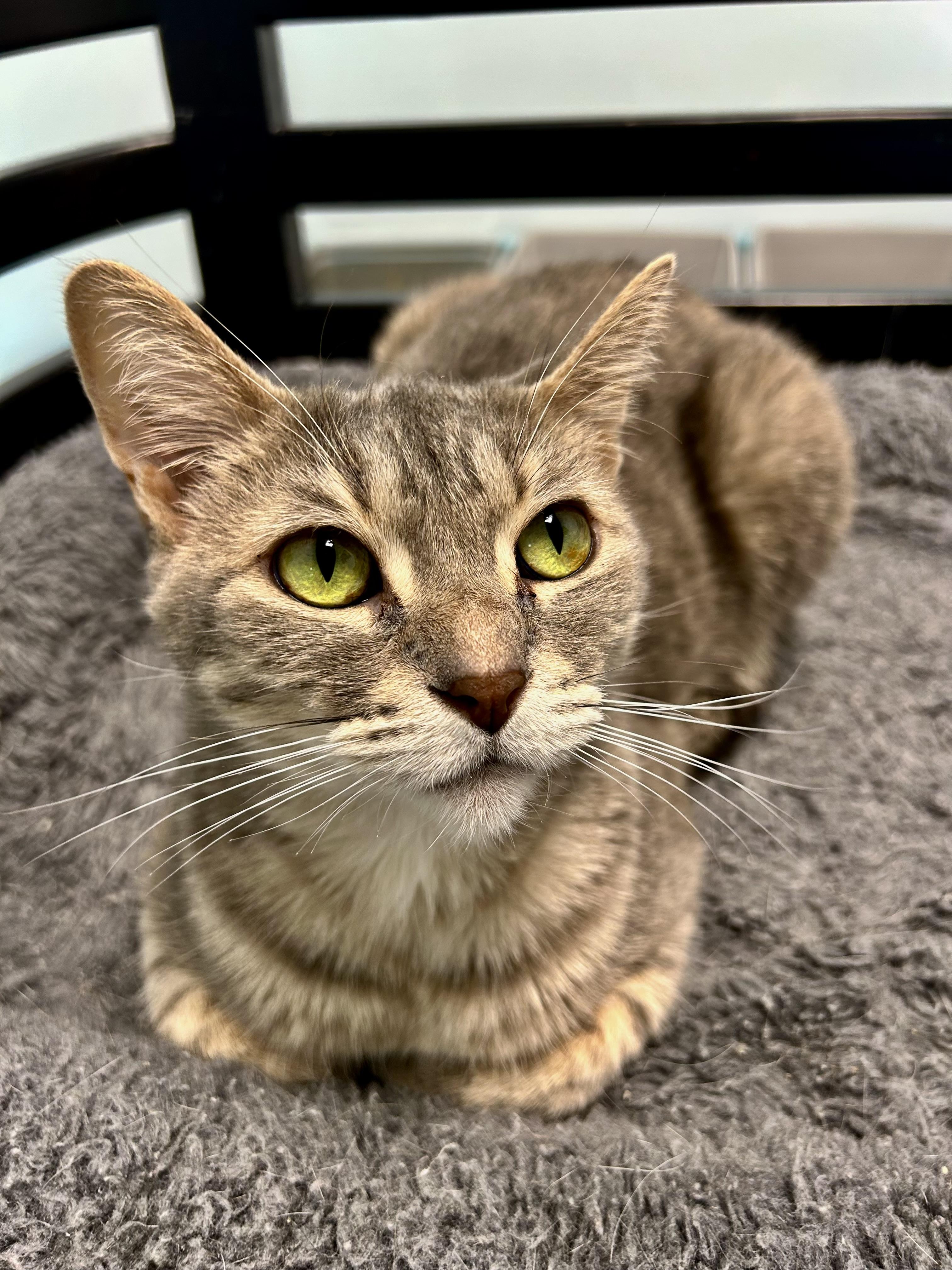 Dusty Rose, a ADOPTABLE Dilute Tortoiseshell in Grand Rapids, MI image 1/6
