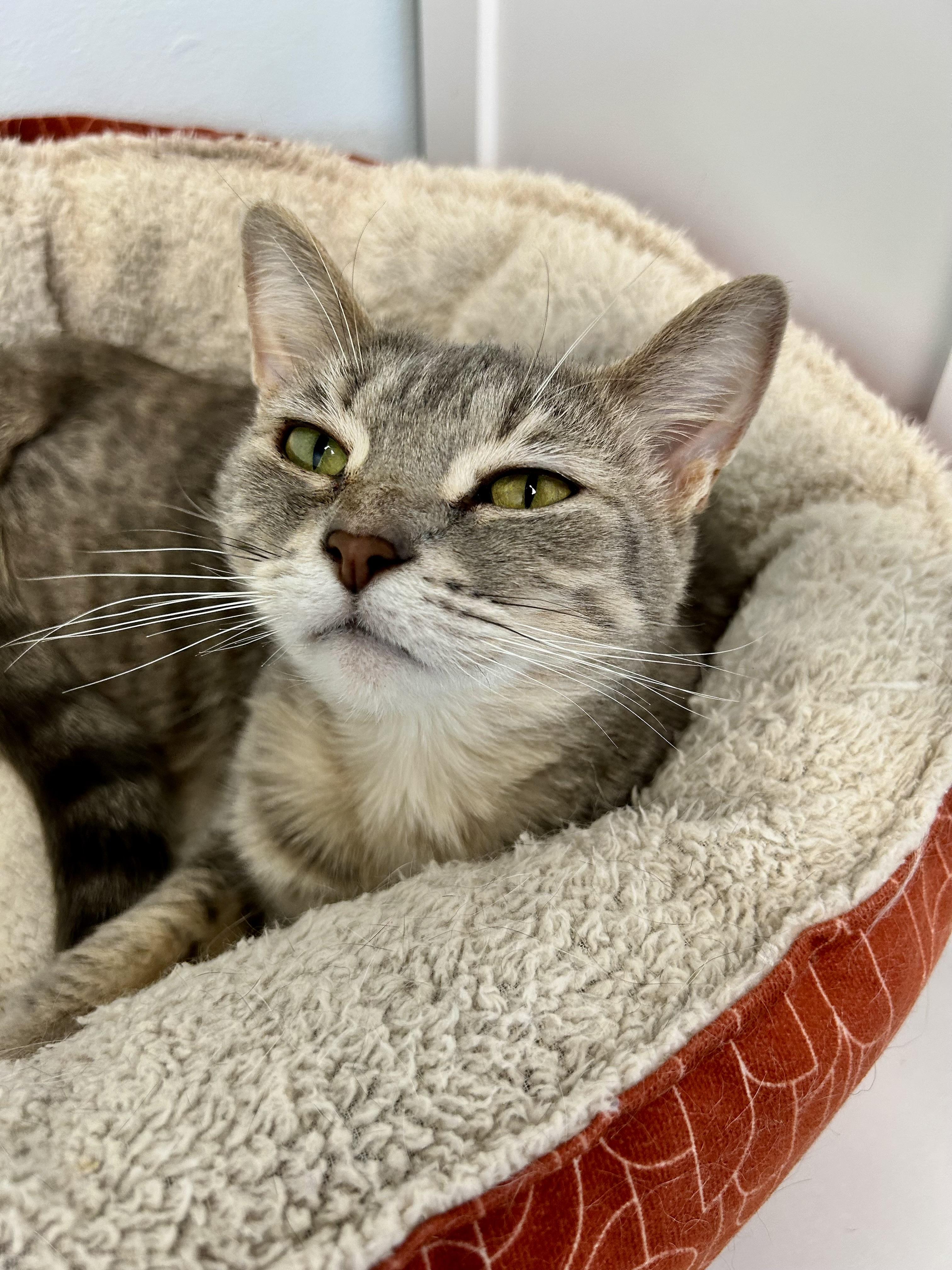 Dusty Rose, ADOPTABLE, Young Female Dilute Tortoiseshell.