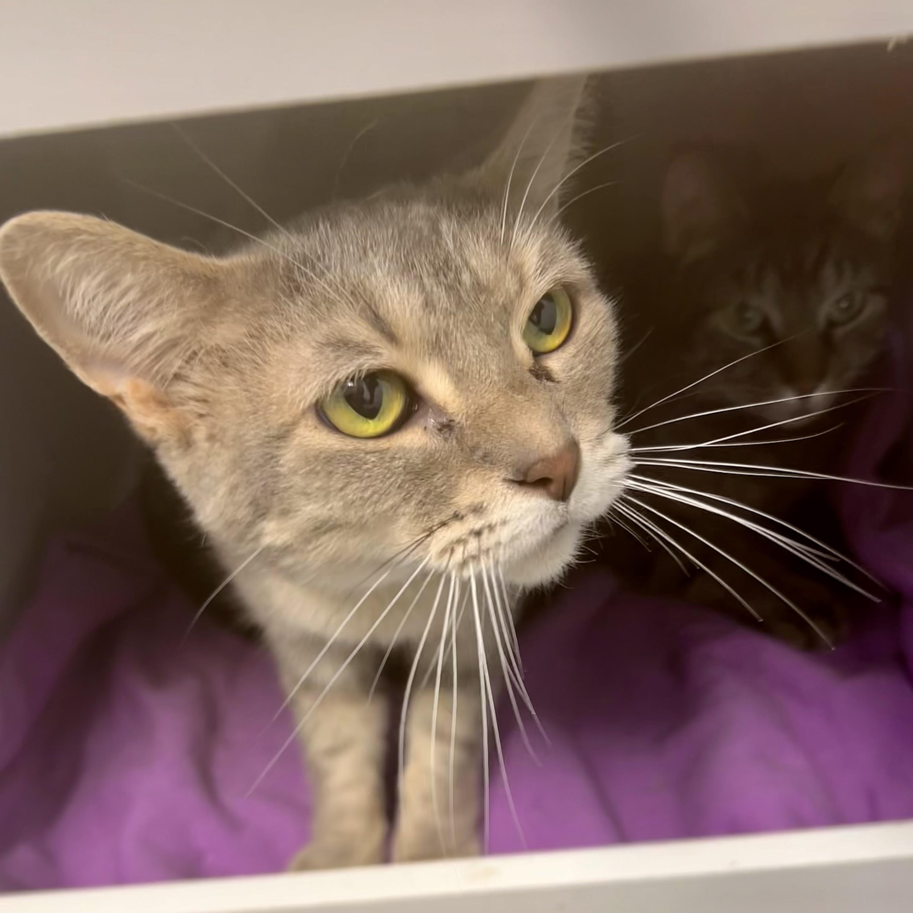 Enlarge Dusty Rose - ADOPTION PENDING, a ADOPTABLE Dilute Tortoiseshell in Grand Rapids, MI image 2/6