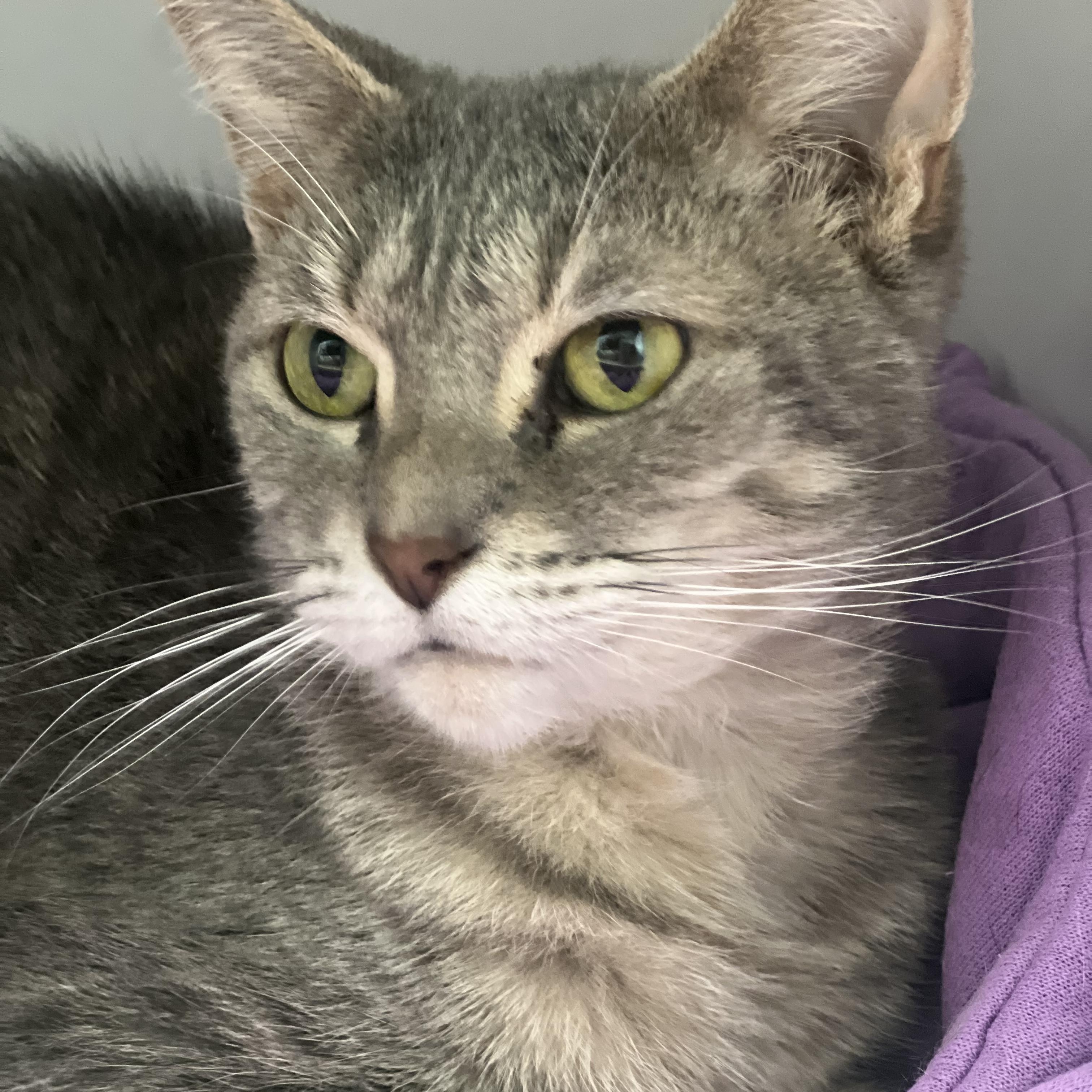 Enlarge Dusty Rose - ADOPTION PENDING, a ADOPTABLE Dilute Tortoiseshell in Grand Rapids, MI image 5/6