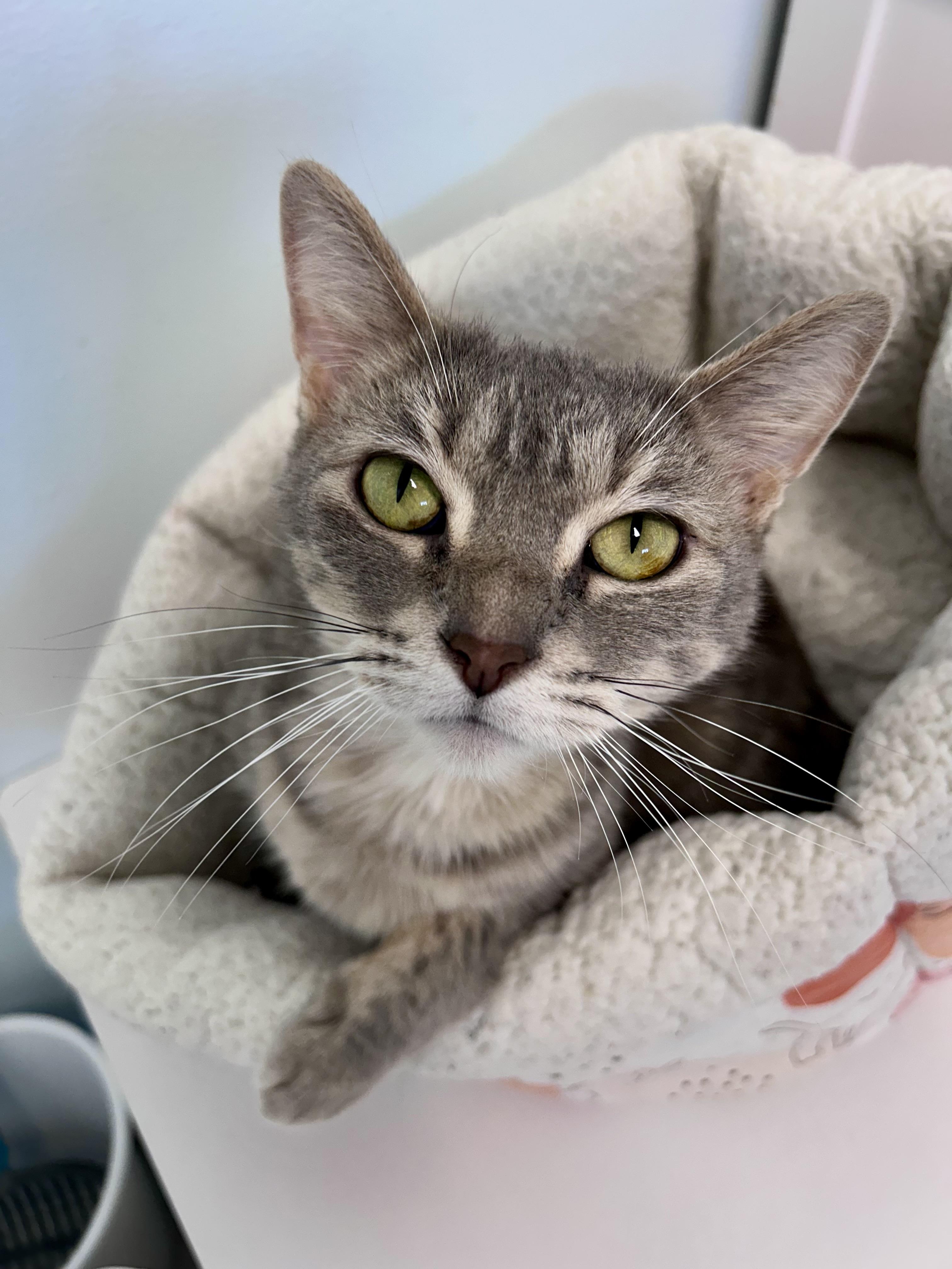 Enlarge Dusty Rose, a ADOPTABLE Dilute Tortoiseshell in Grand Rapids, MI image 2/6
