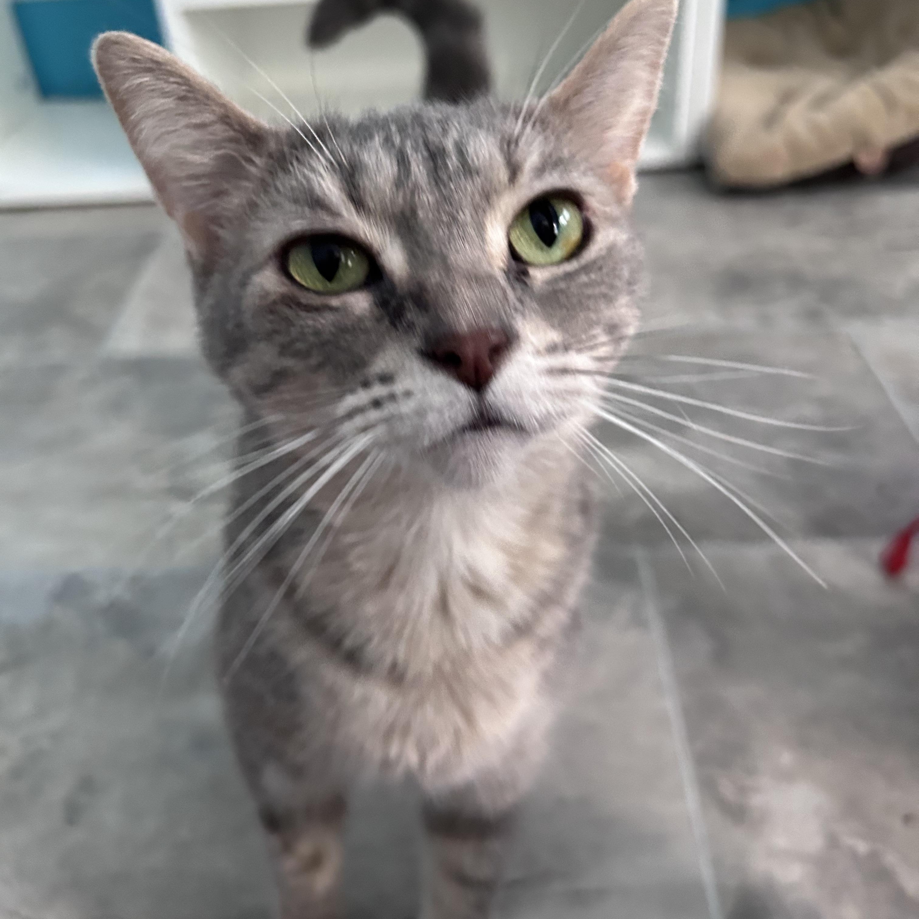 Dusty Rose, ADOPTABLE, Young Female Dilute Tortoiseshell.