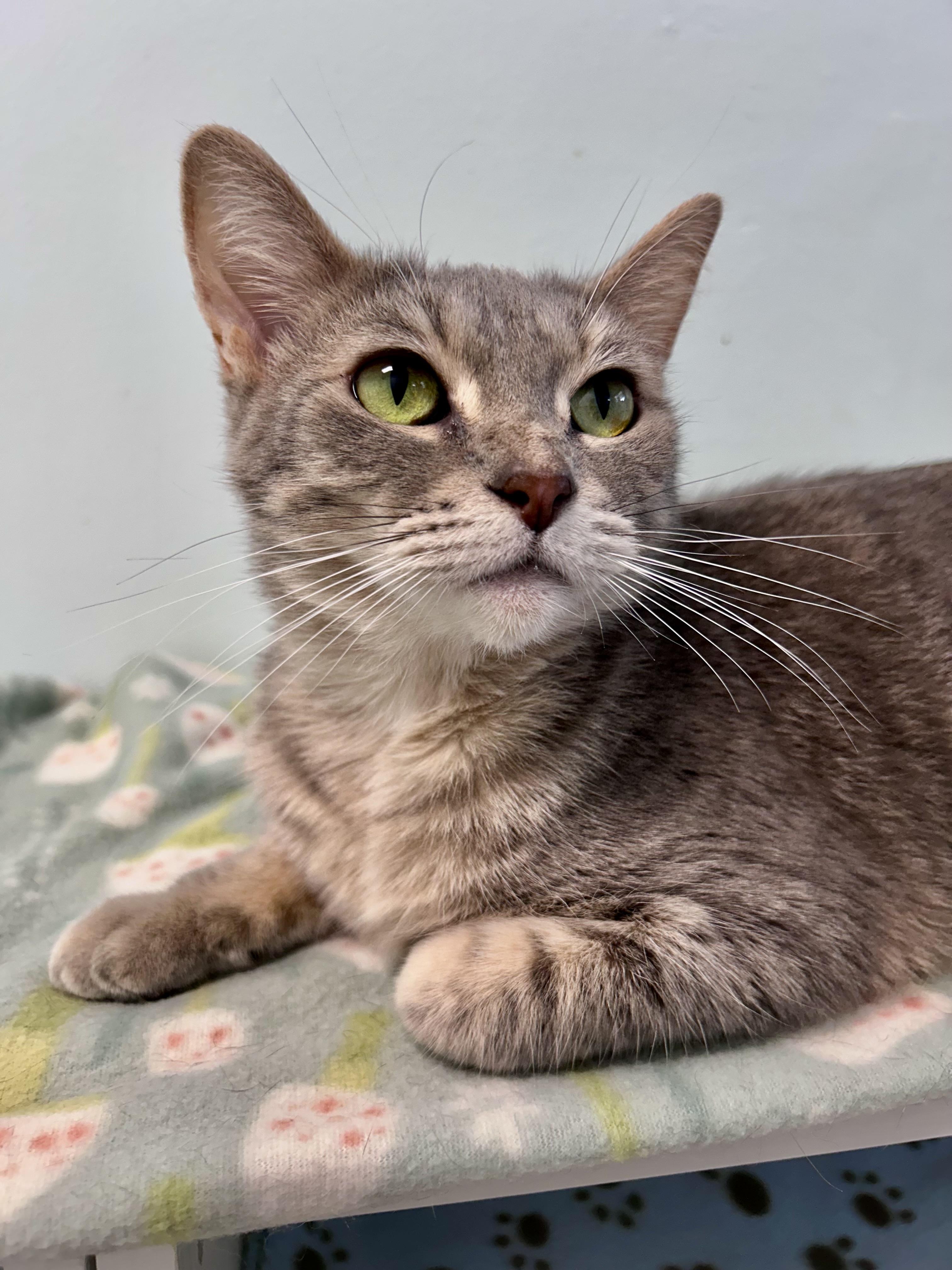 Dusty Rose, ADOPTABLE, Young Female Dilute Tortoiseshell.