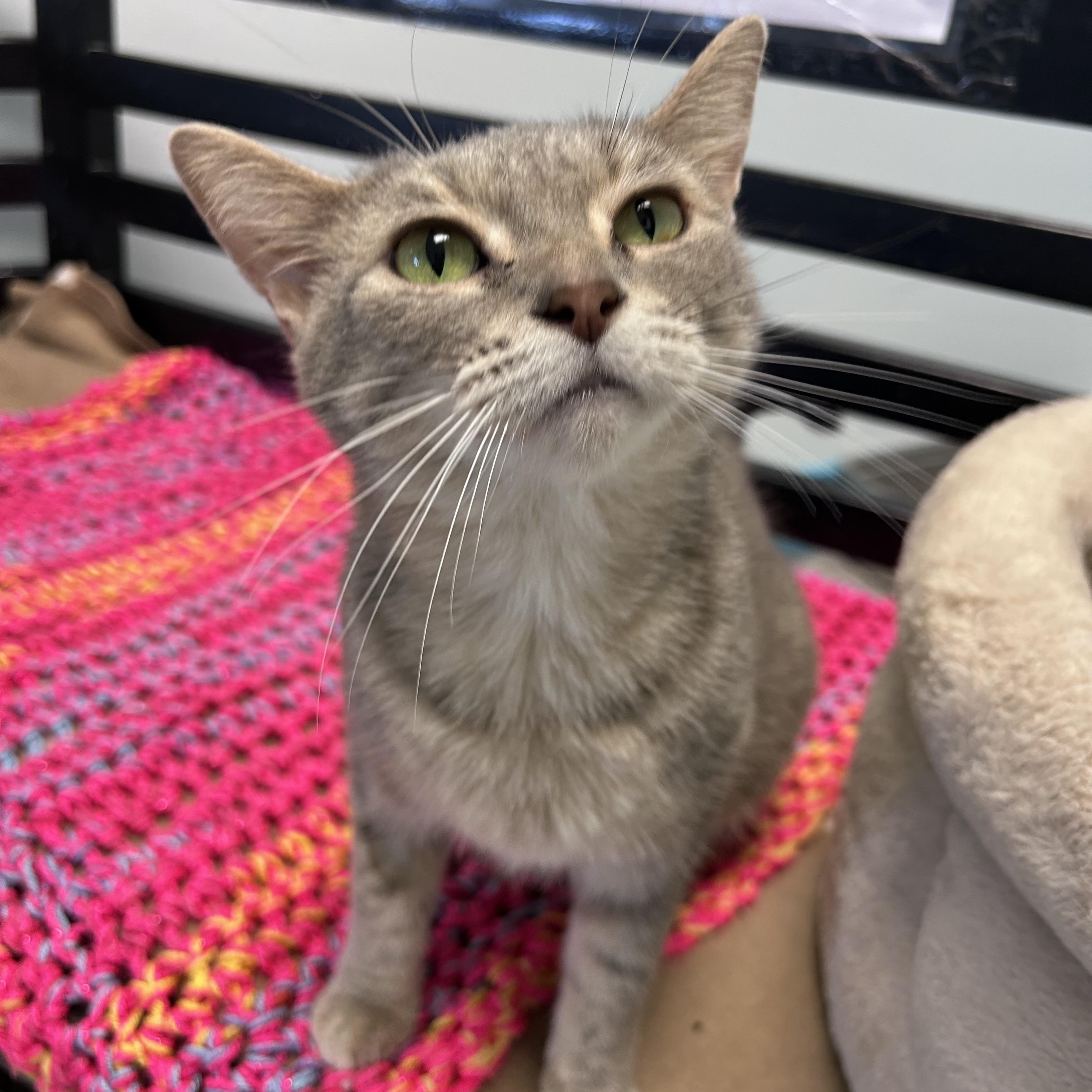Enlarge Dusty Rose, a ADOPTABLE Dilute Tortoiseshell in Grand Rapids, MI image 2/6