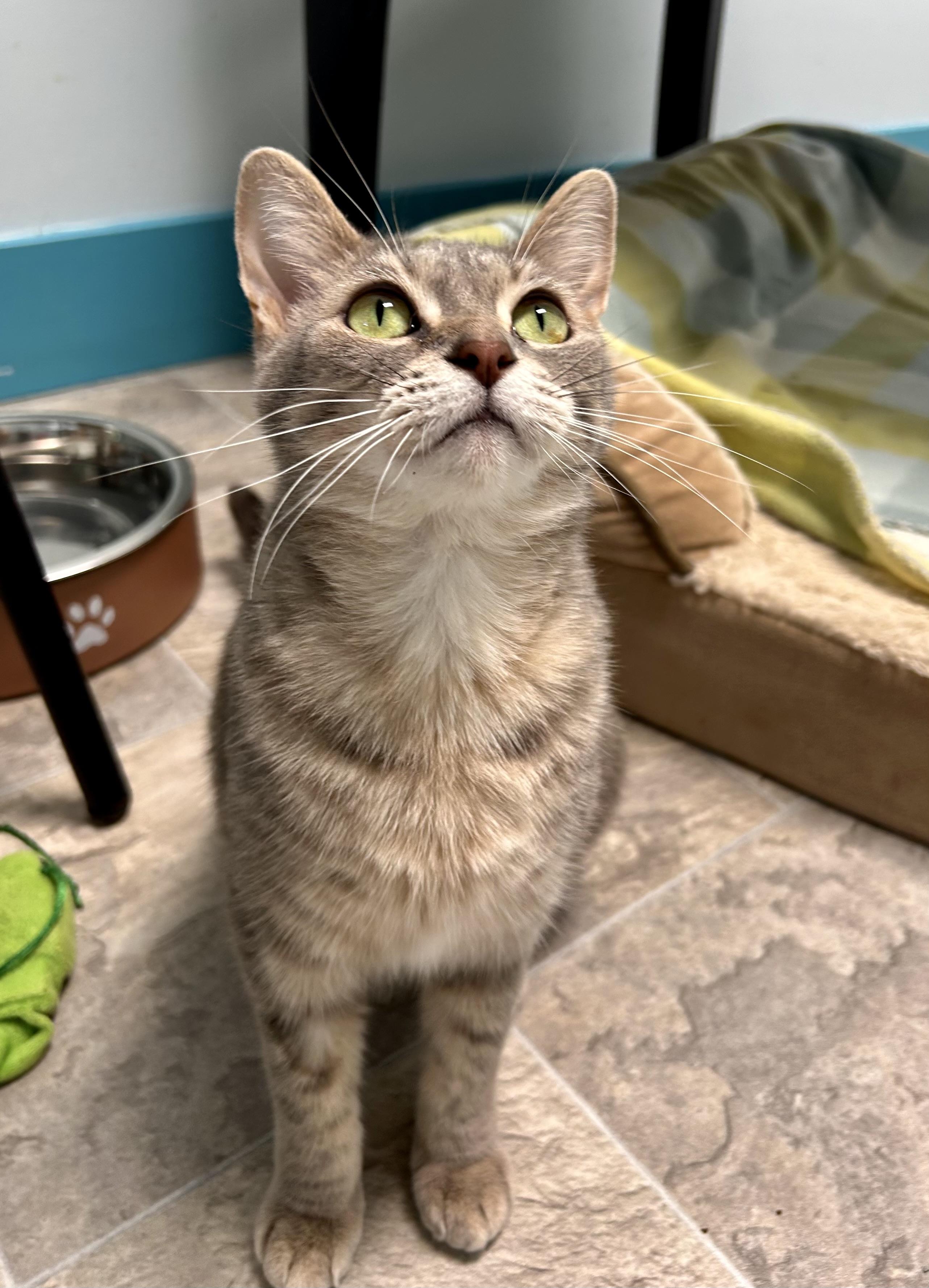 Dusty Rose, a ADOPTABLE Dilute Tortoiseshell in Grand Rapids, MI image 3/6