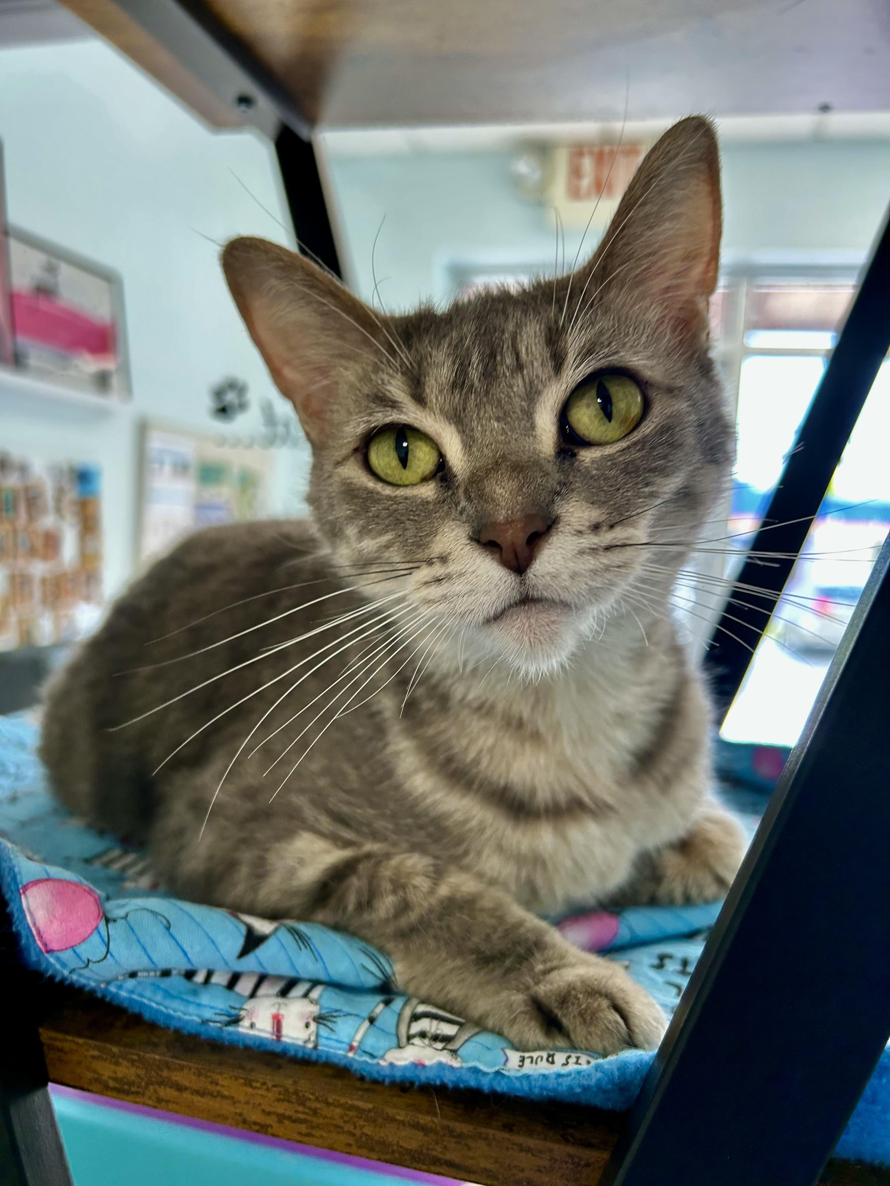 Dusty Rose, a ADOPTABLE Dilute Tortoiseshell in Grand Rapids, MI image 6/6