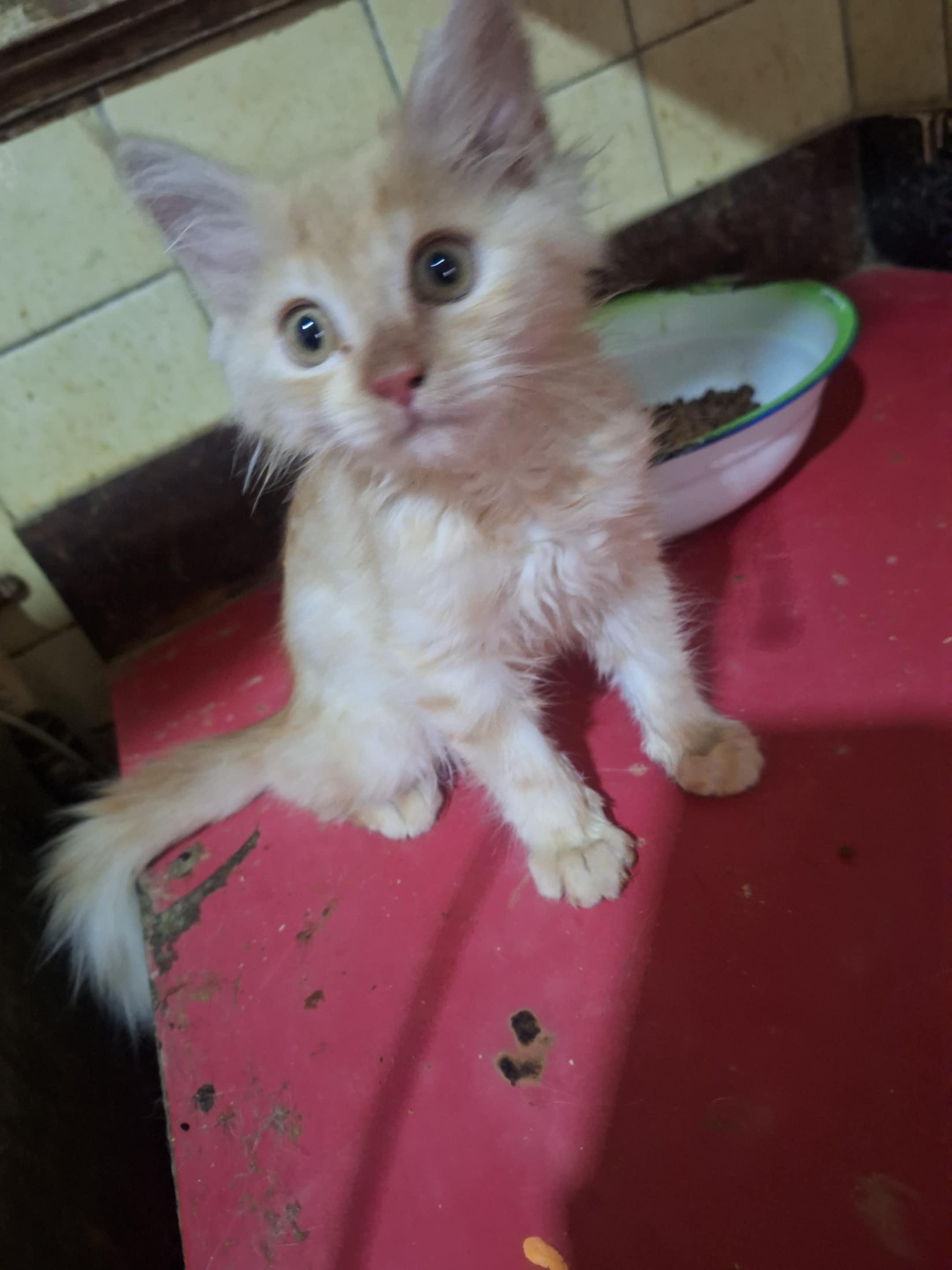 Jesie, Baby Male unknown