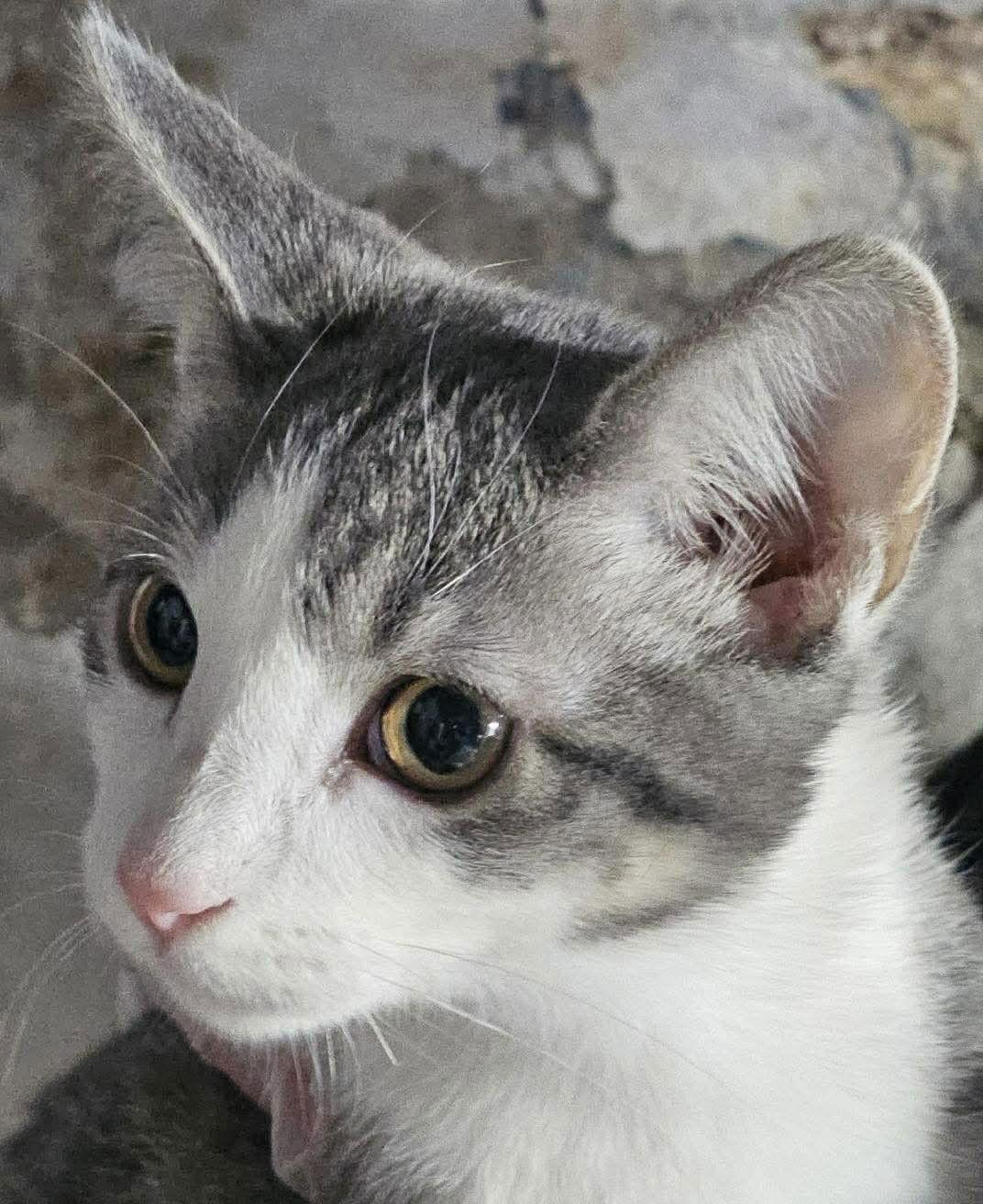 Finn, a Adopted Domestic Short Hair in Dalzell, IL image 1/2