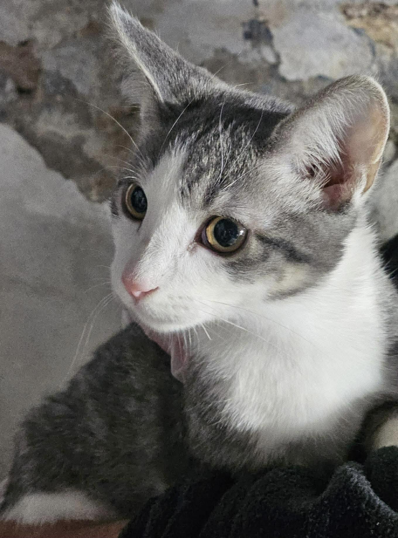 Finn, a Adopted Domestic Short Hair in Dalzell, IL image 2/2