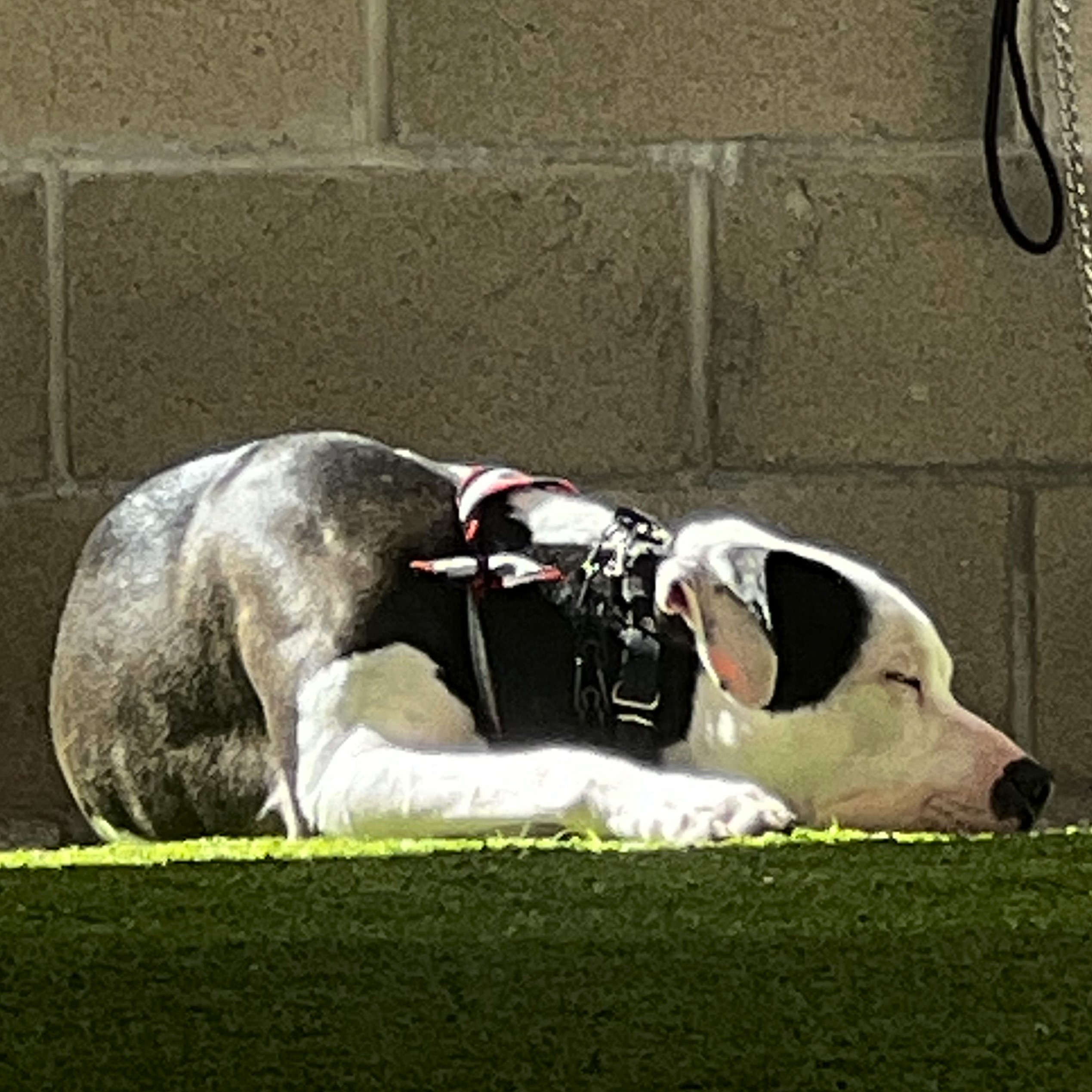 Rascal - Sweet and curious, an adoptable mixed breed in Westlake Village, CA image 6/6
