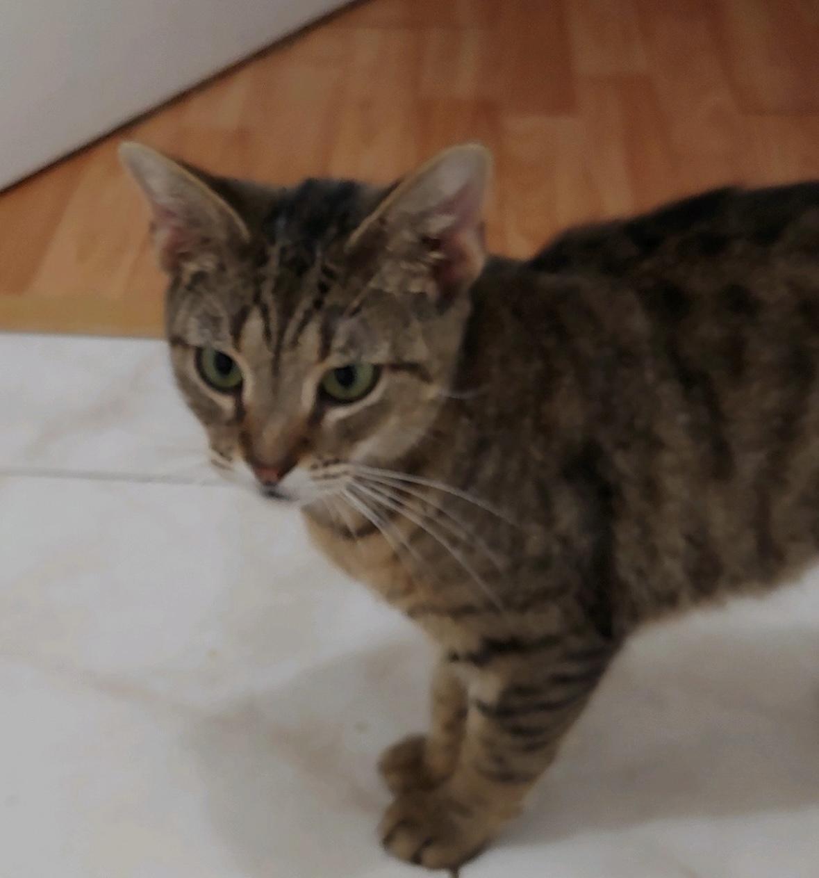 Enlarge Enforcer, a Adopted Domestic Short Hair in St Petersburg, FL image 1/1