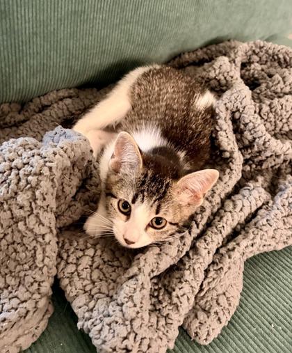 Nova, Adoptable, Kitten Female Domestic Short Hair & Domestic Short Hair.