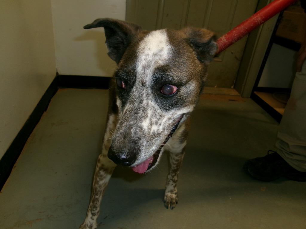 Enlarge Beowulf, a Adoptable Cattle Dog in Winslow, AZ image 1/1