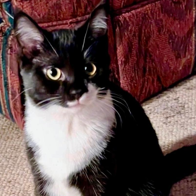 Batman, ADOPTABLE, Kitten Male Domestic Short Hair.